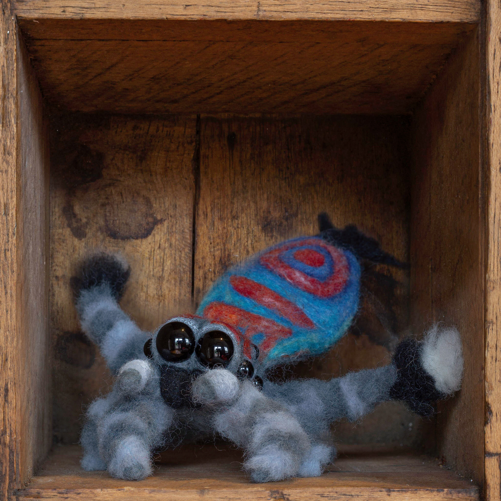 Maratus Jactatus