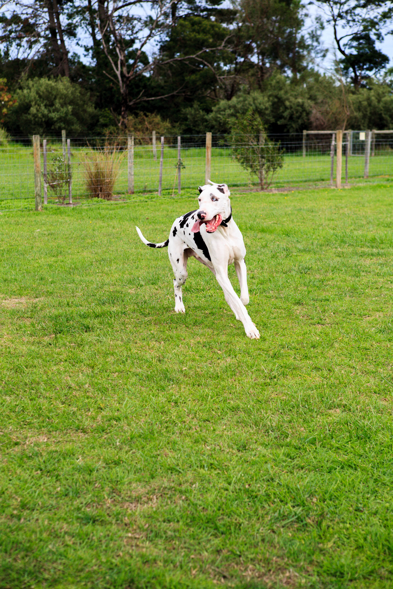 Let's go! Great Dane