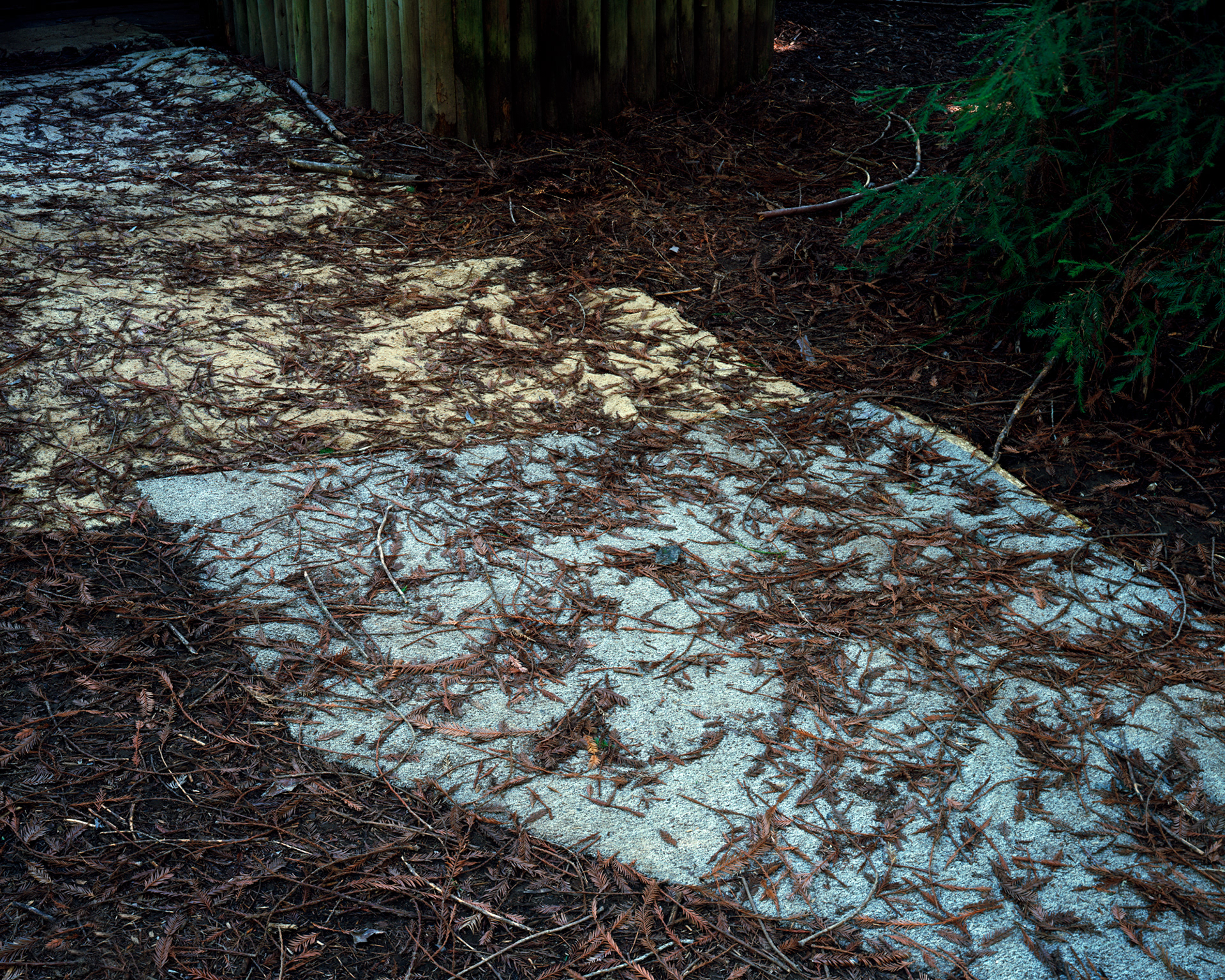 Shag Carpet, Bello Ranch, California