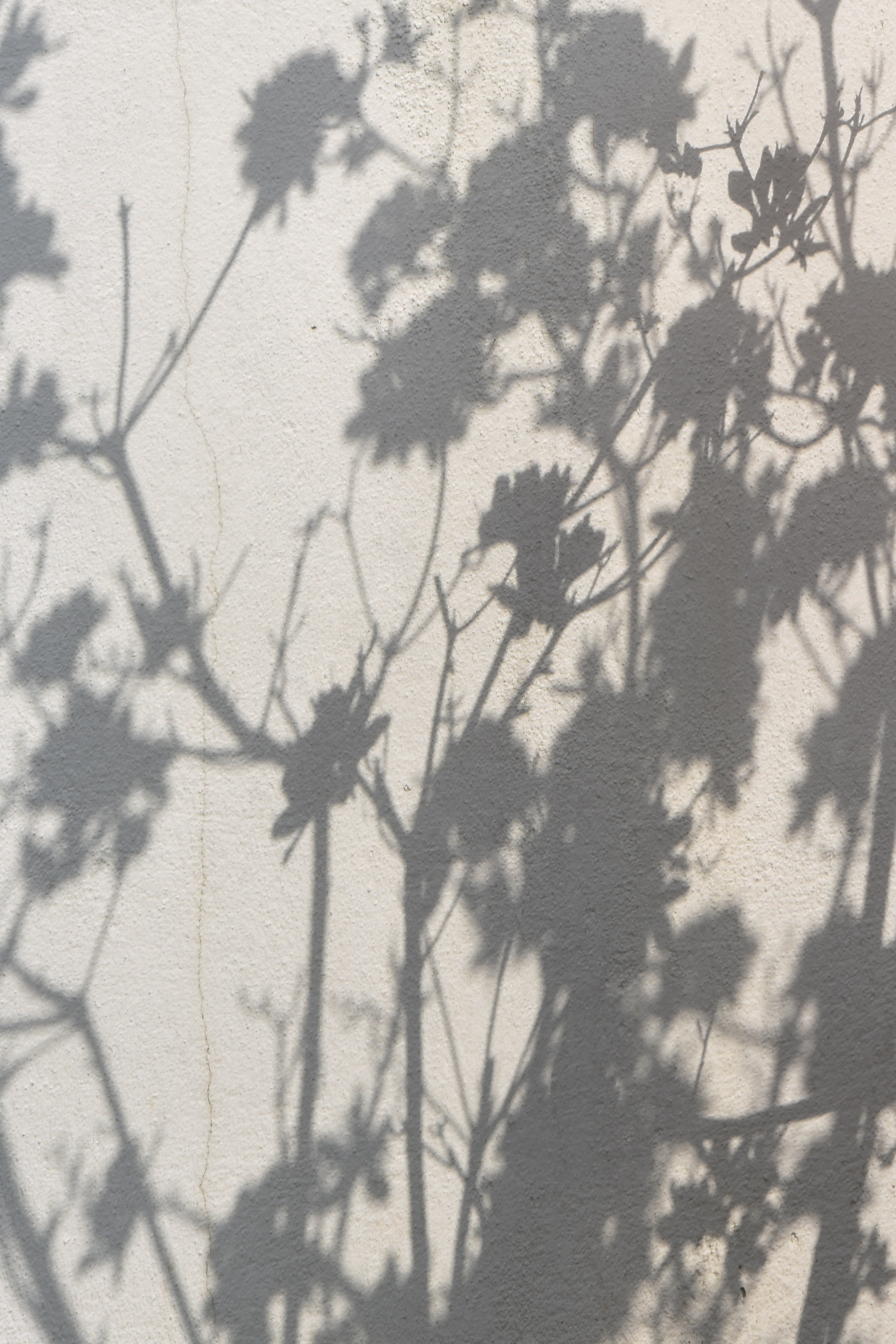 plant shadow on white wall in cornwall by photographer melissa carne