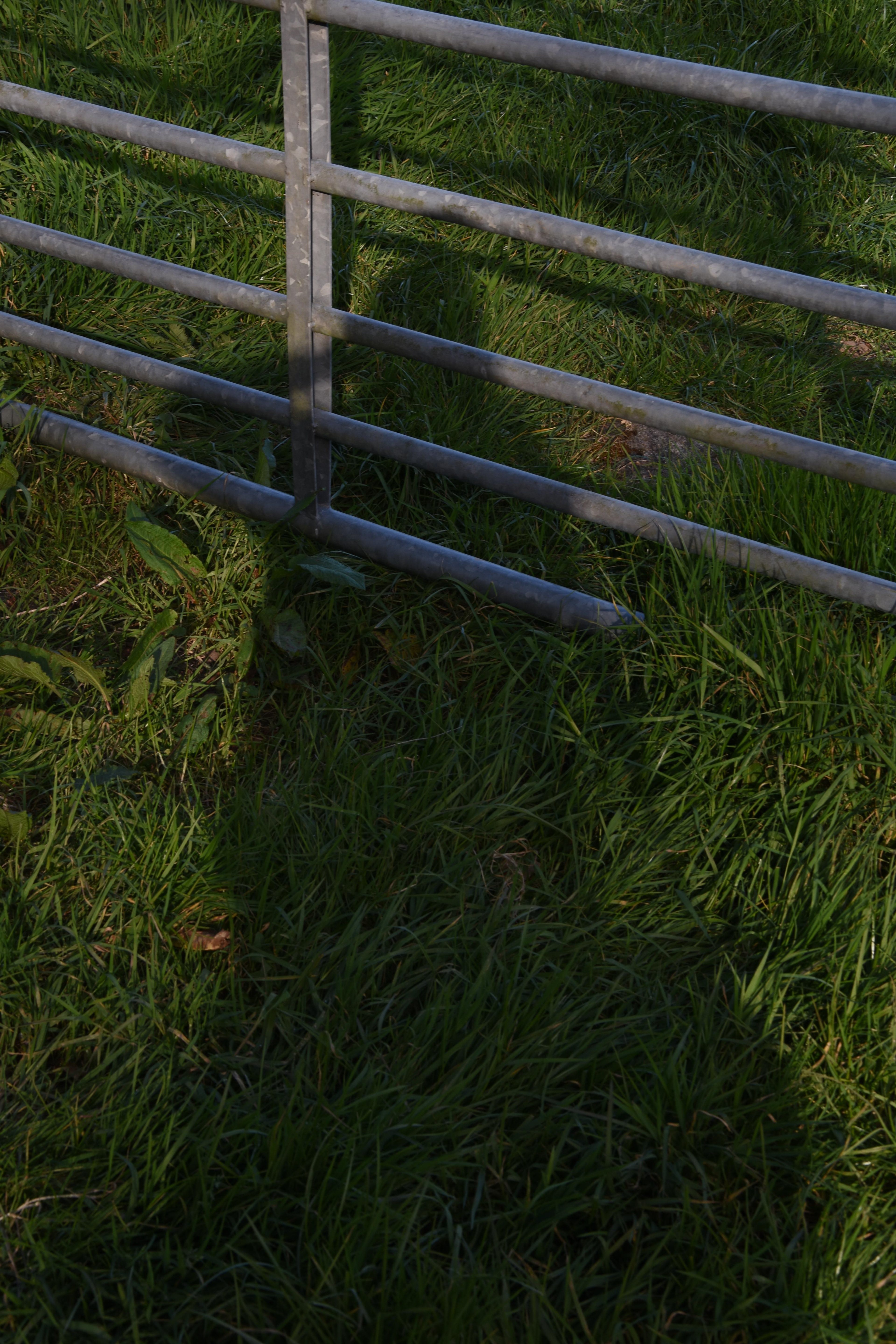 self portrait of melissa carne's silhouette in a field with a gate during a walk in the pandemic