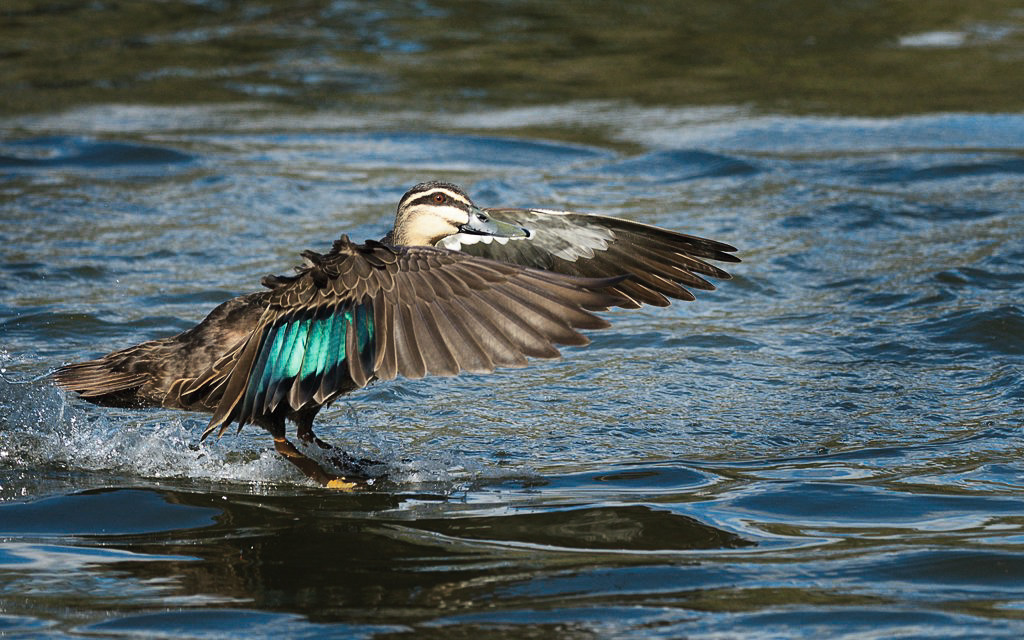 Wild duck, Bicentennial Park, Homebush Bay, NSW.