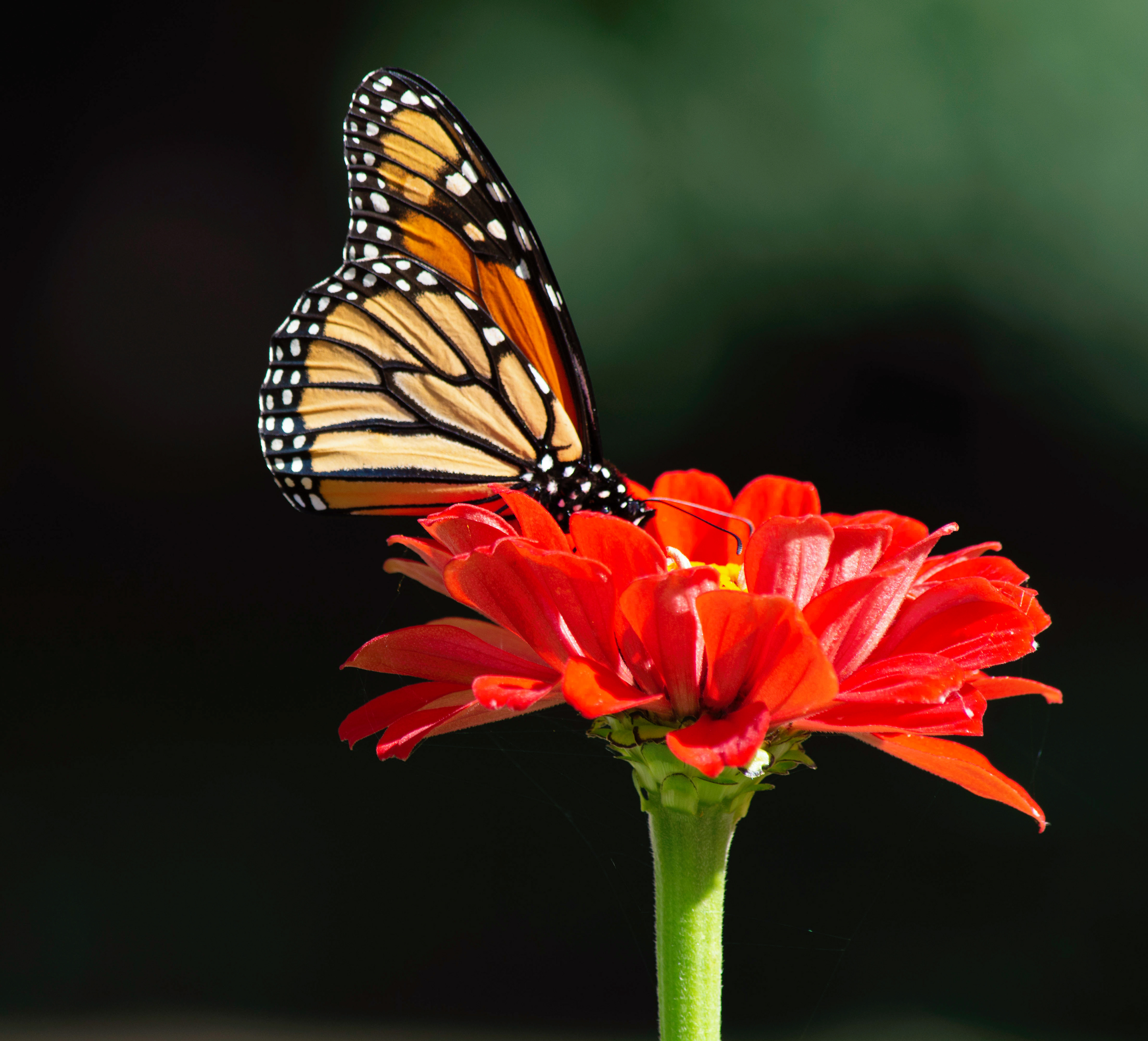 Monarch Butterfly