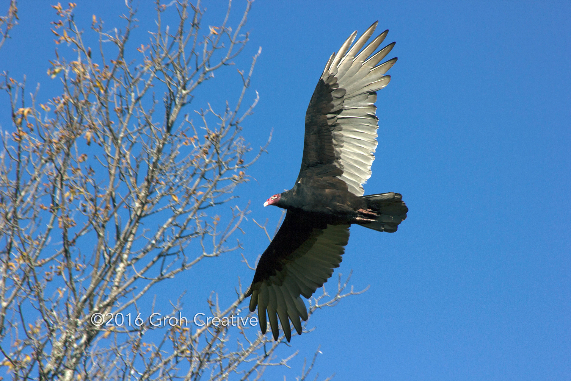 Groh Creative PHOTOS Wisconsin Turkey Vultures
