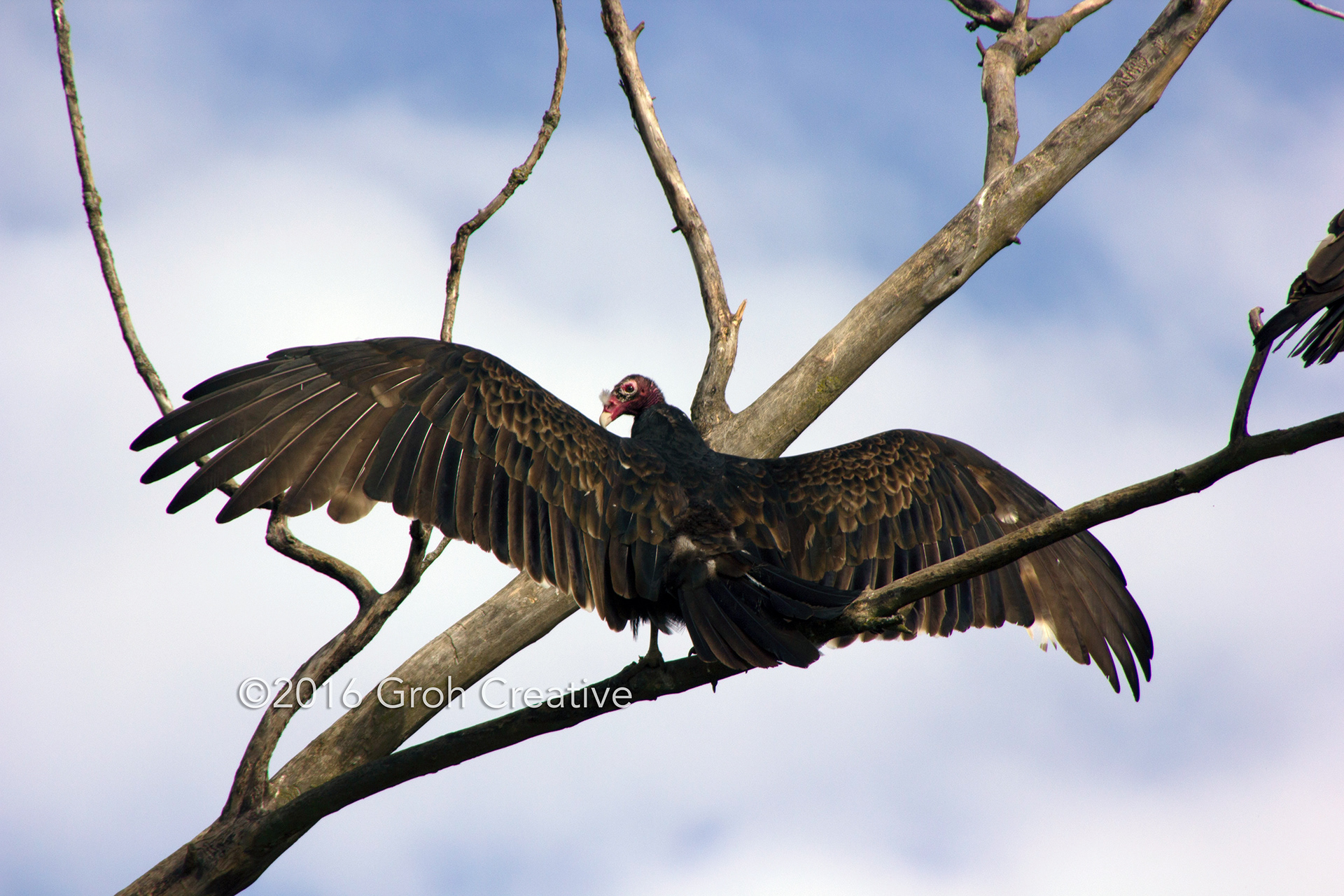 Groh Creative PHOTOS Wisconsin Turkey Vultures