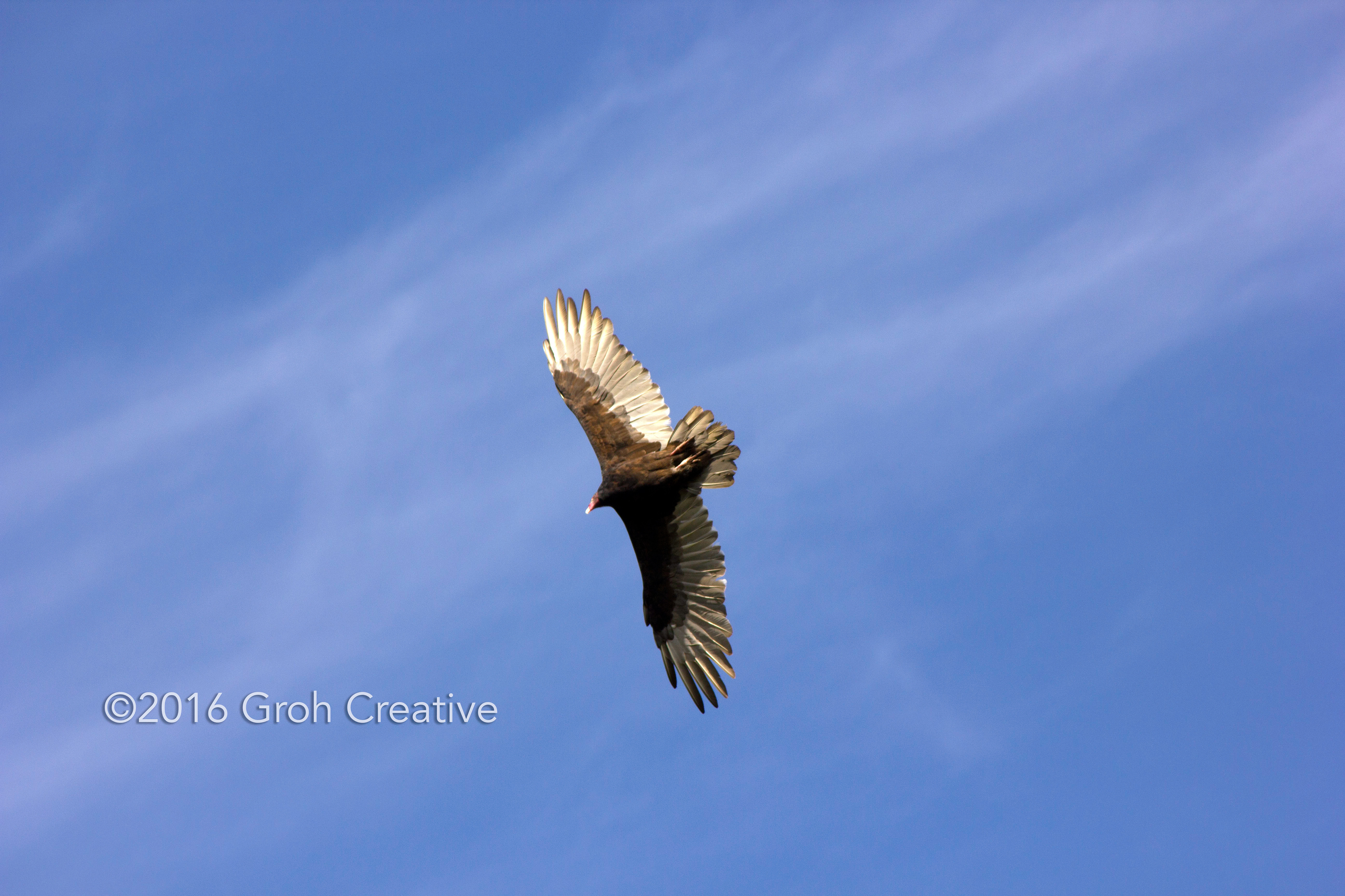 Groh Creative PHOTOS Wisconsin Turkey Vultures
