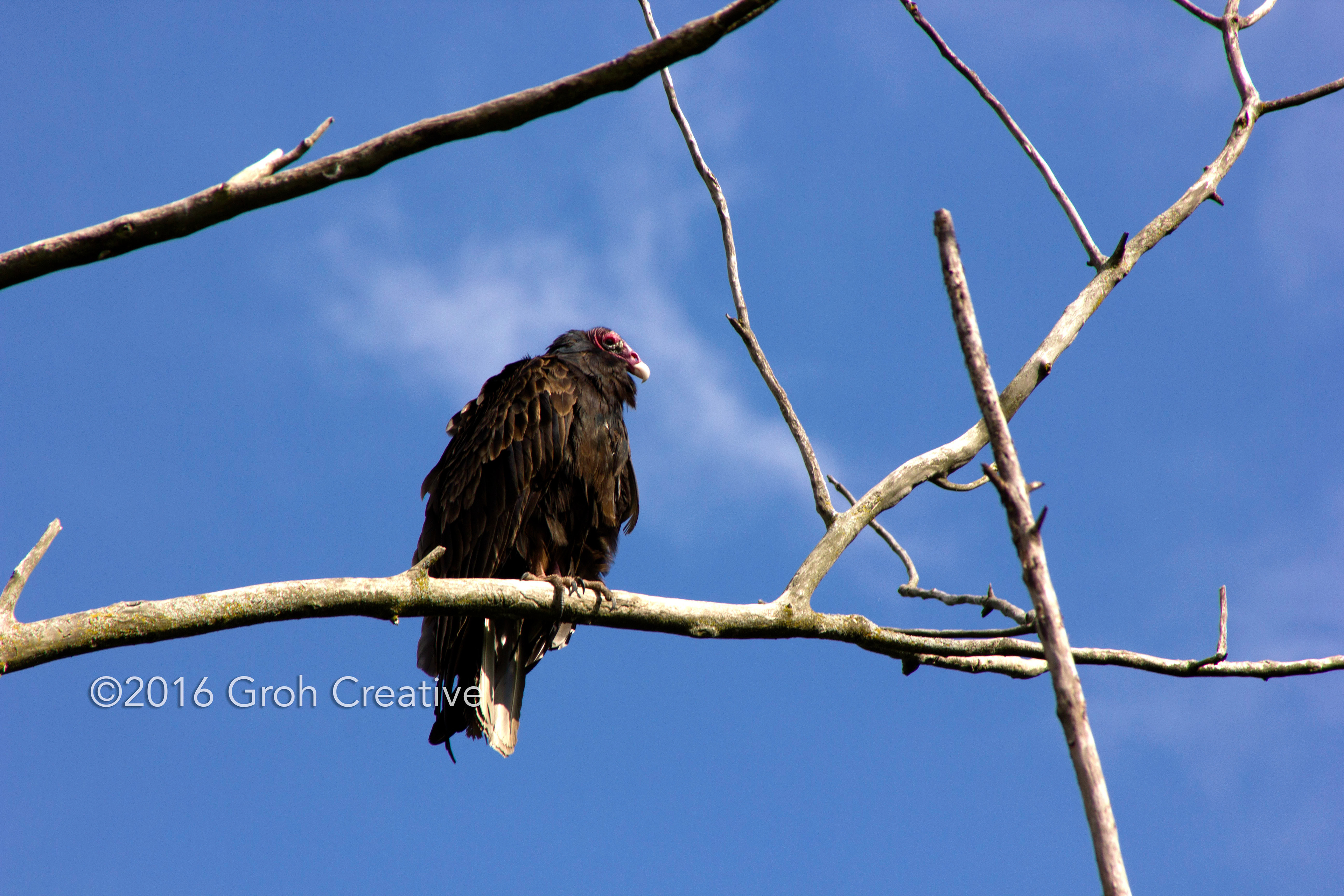 Groh Creative PHOTOS Wisconsin Turkey Vultures