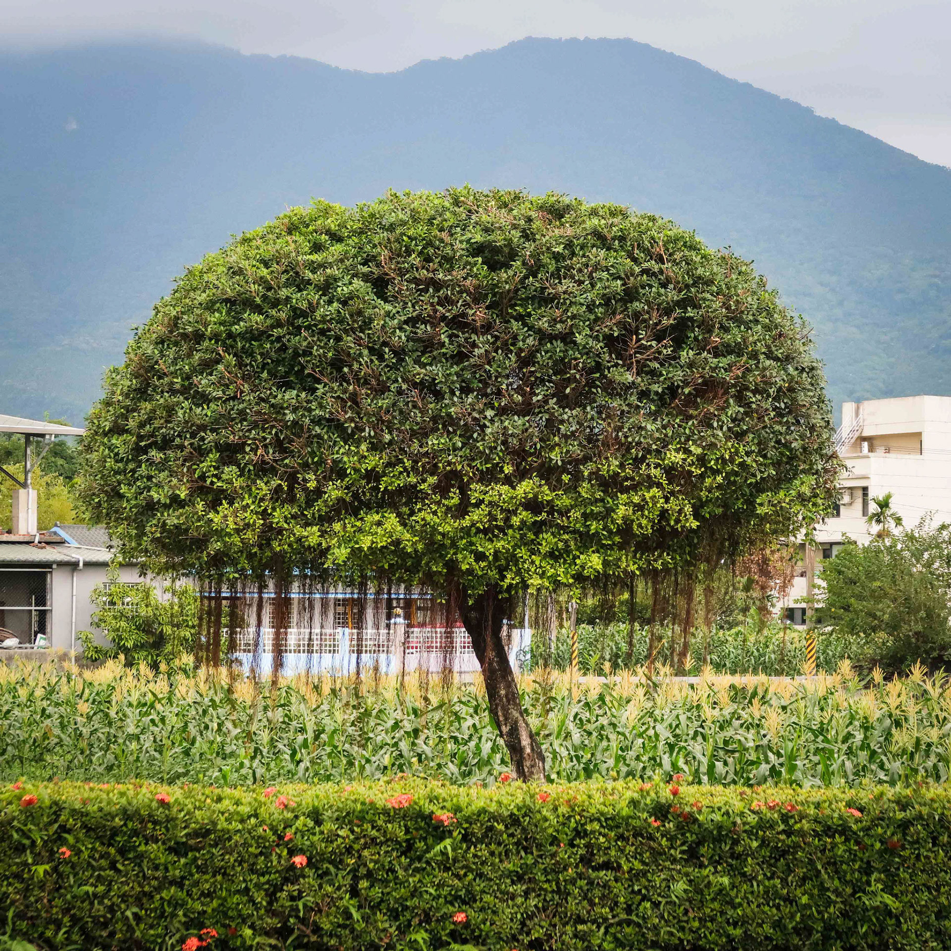 Taiwan Tree Manicured