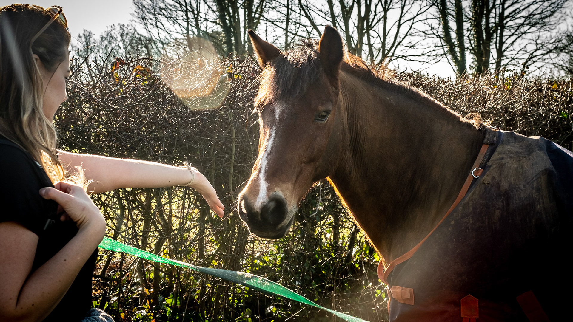 Hand to Horse - Nature Photography
