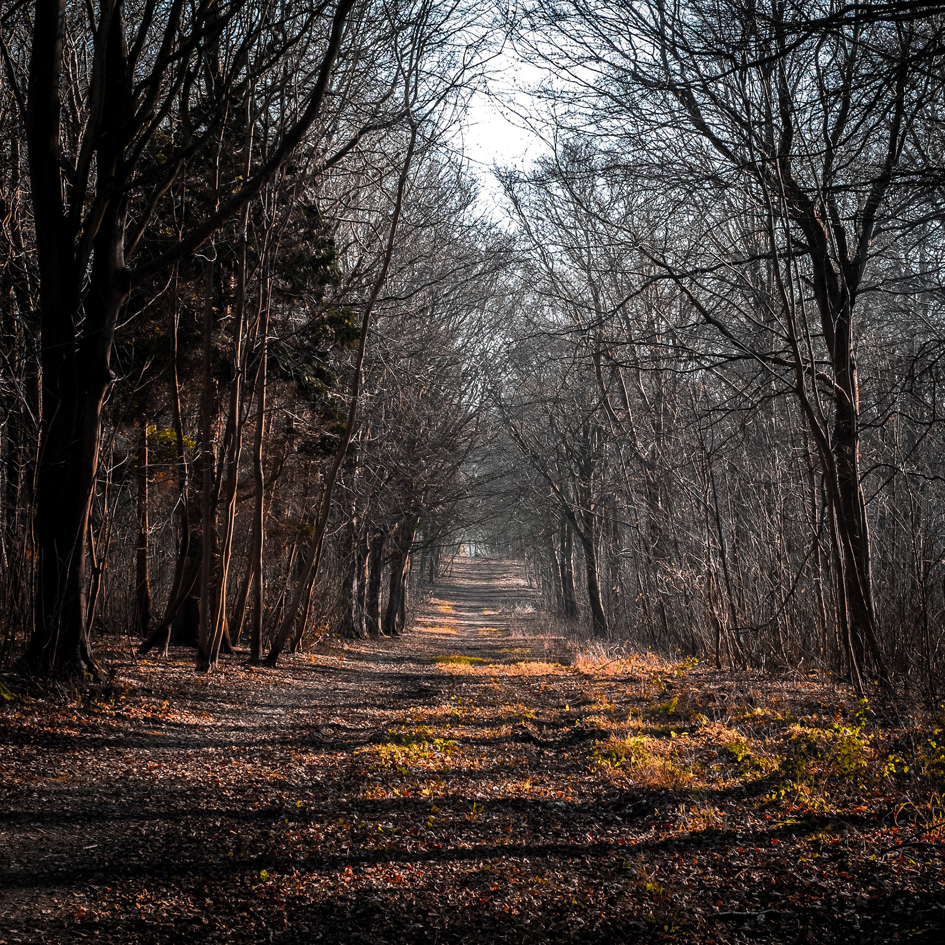 South Downs Winter - Landscape Photography