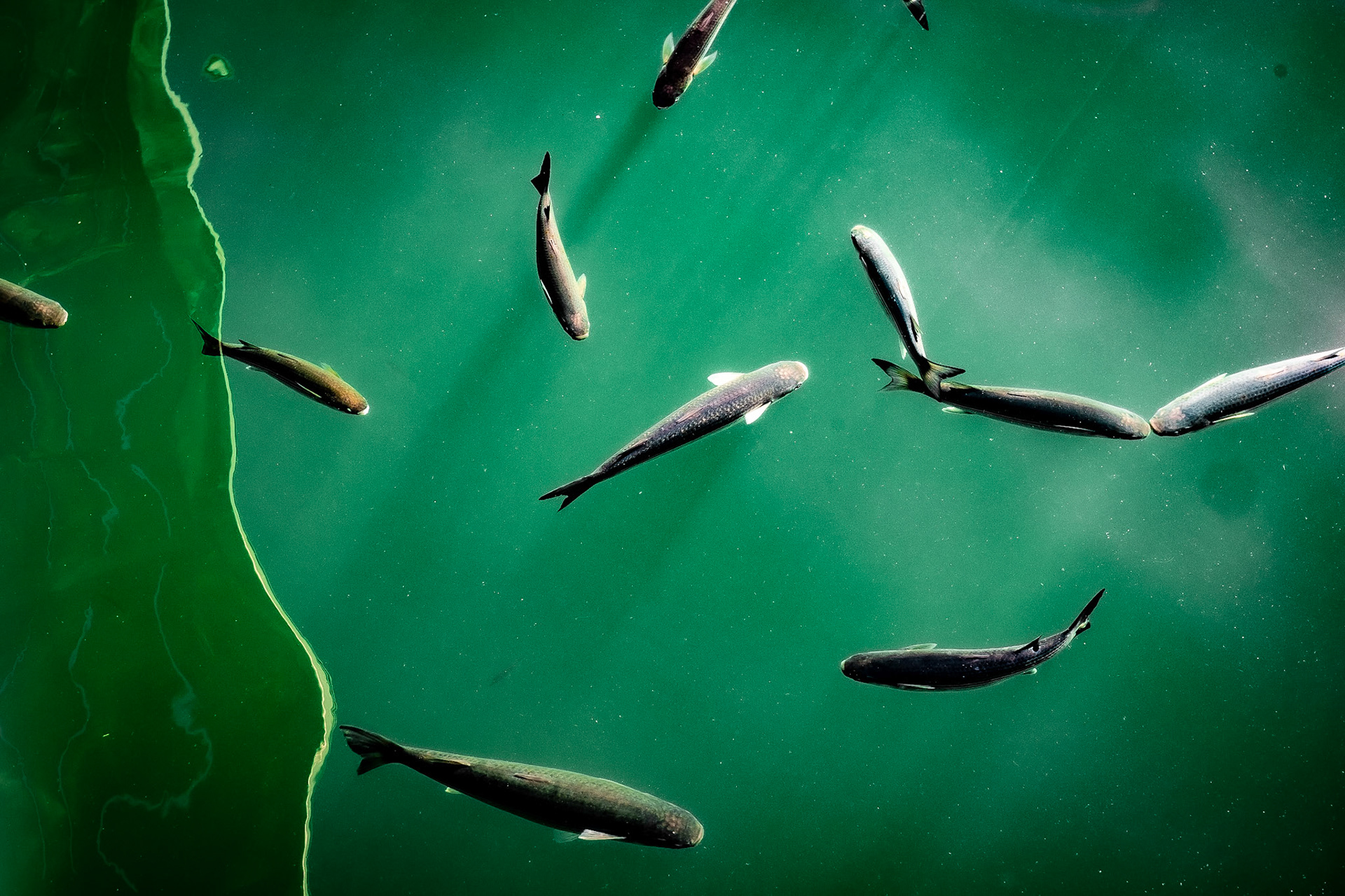 Fish in Harbour - Lifestyle Photography