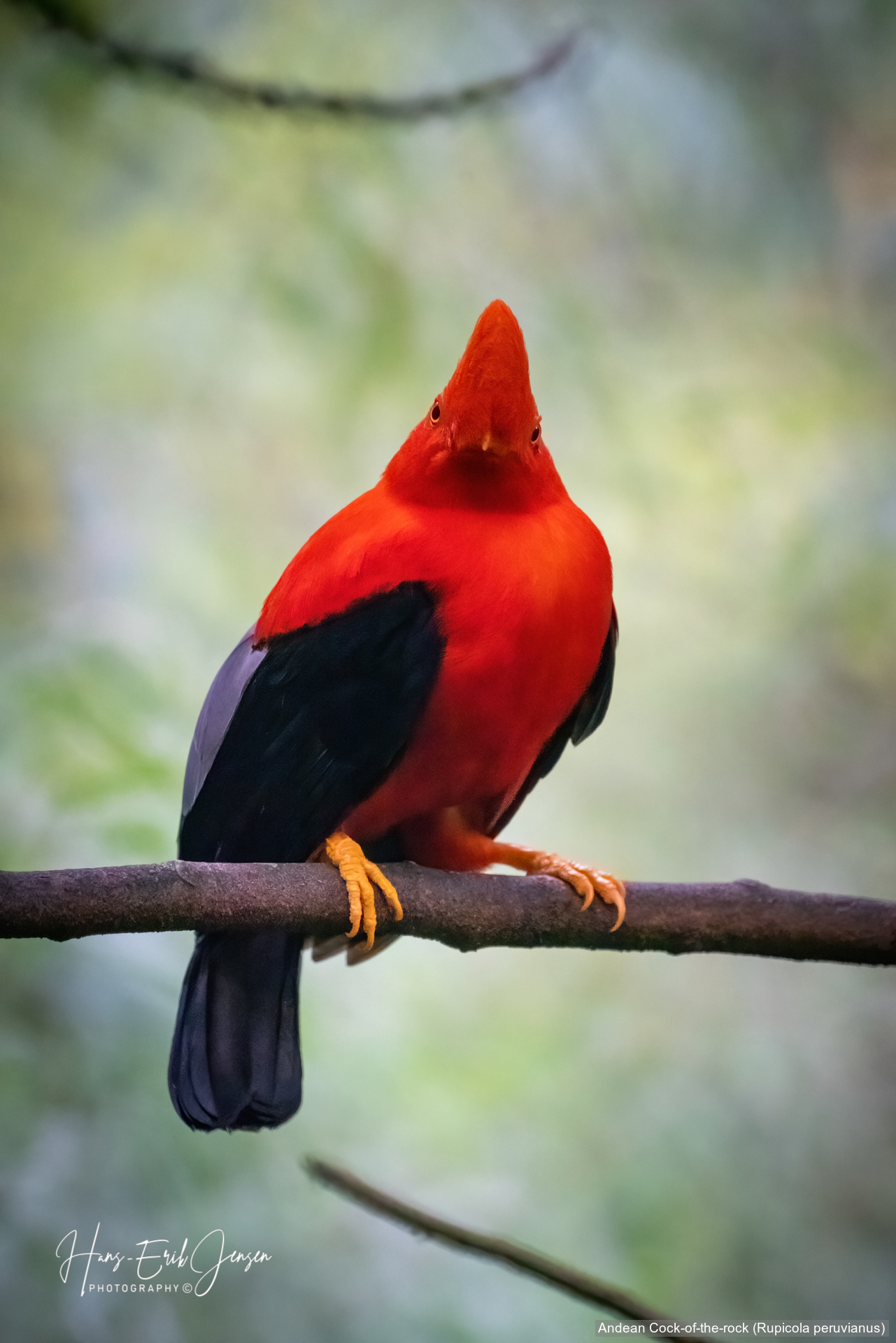 Bird 53