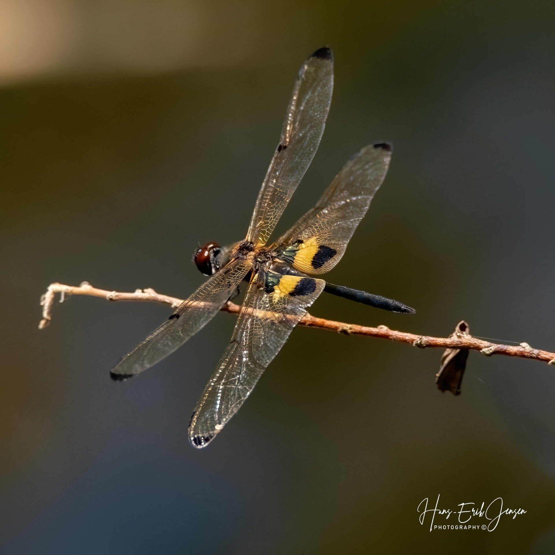 Dragonfly 31
