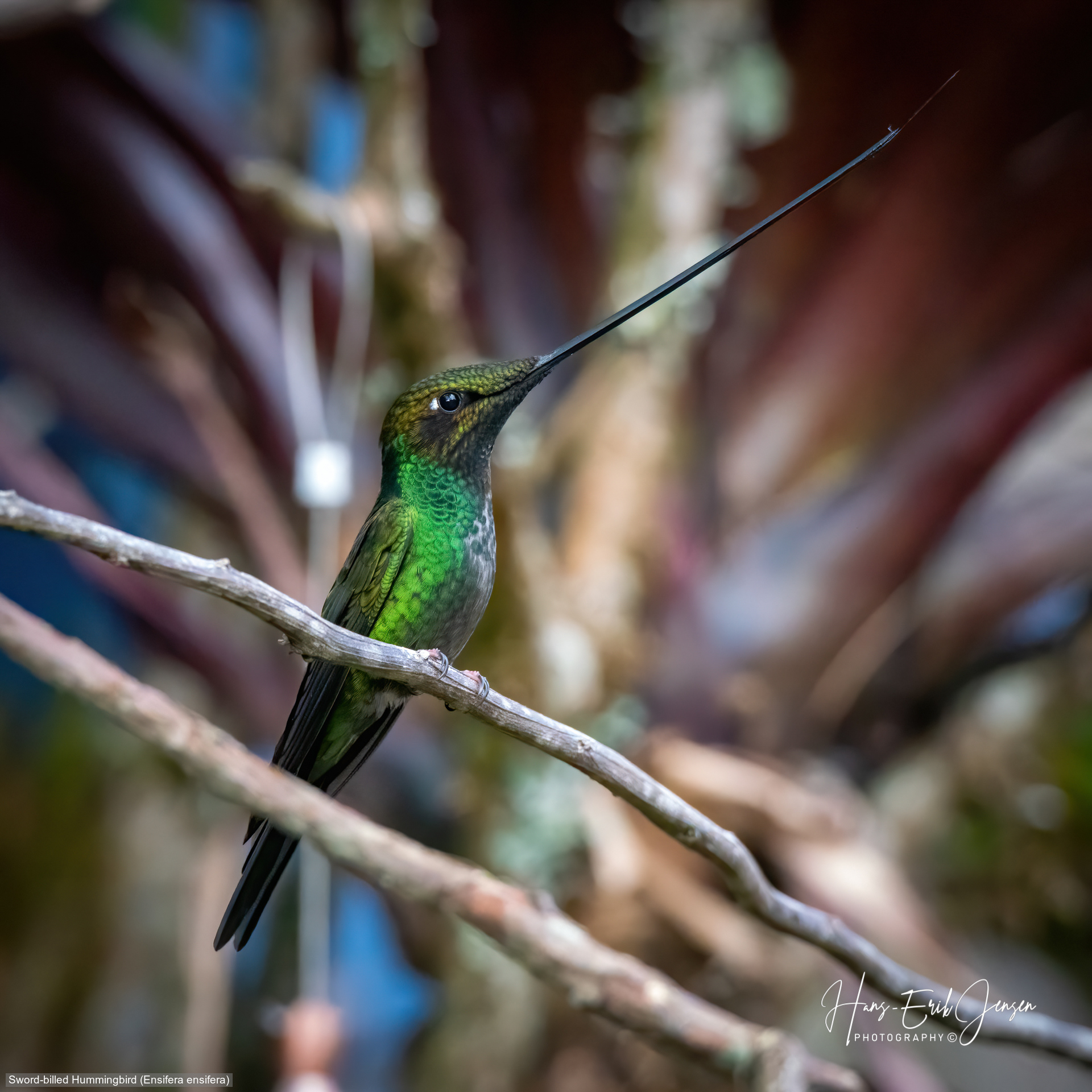 Hummingbird 24