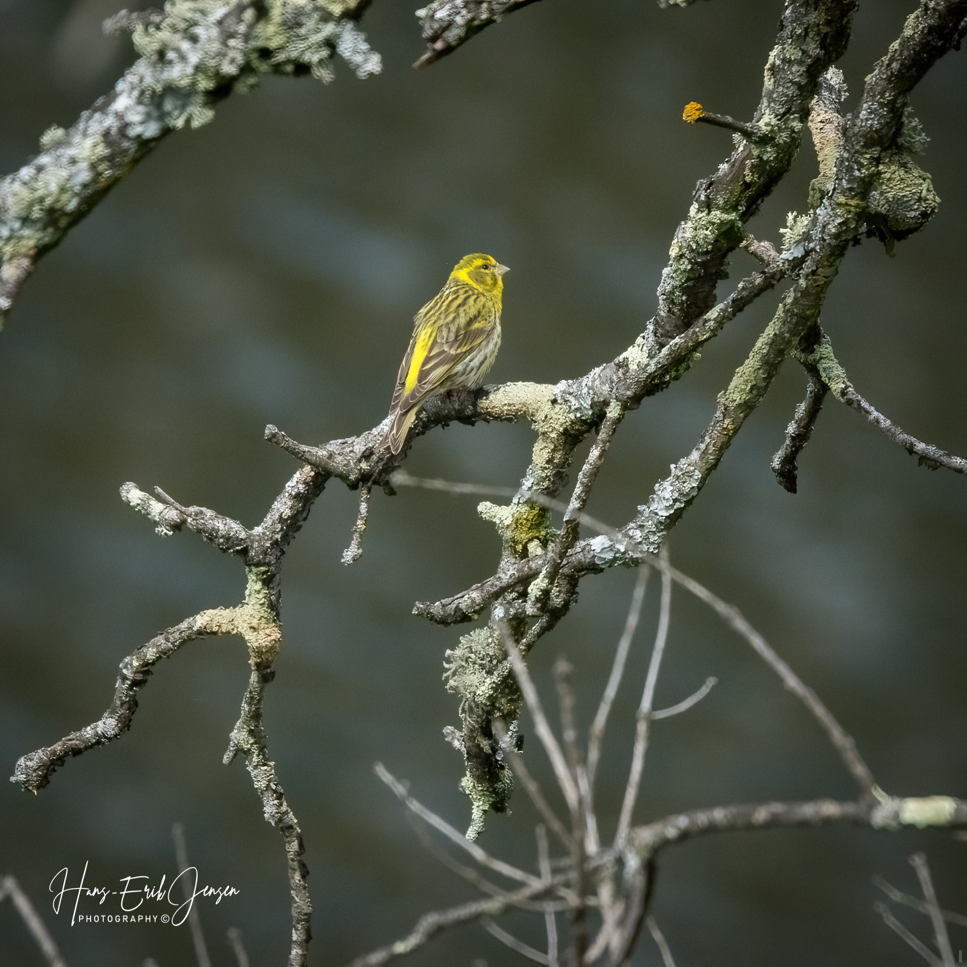 Bird 30