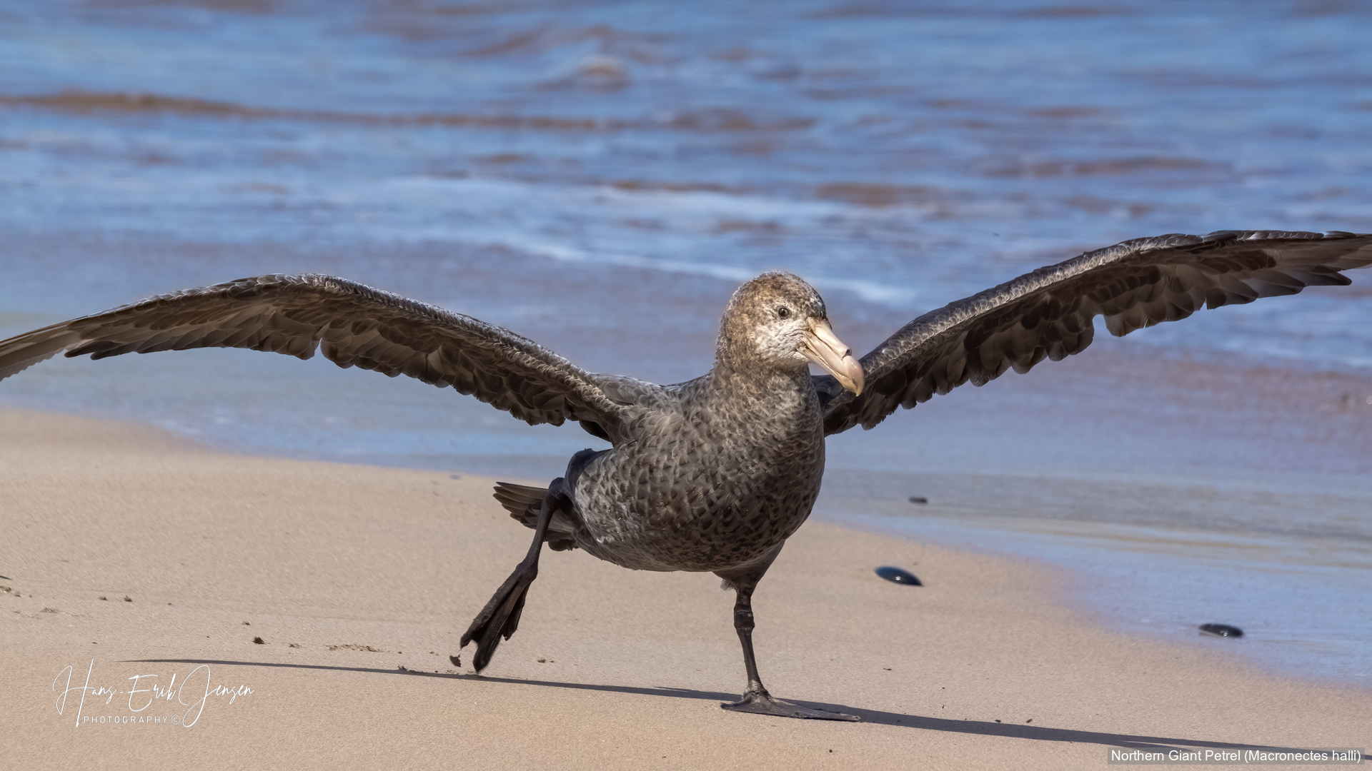 Bird 4