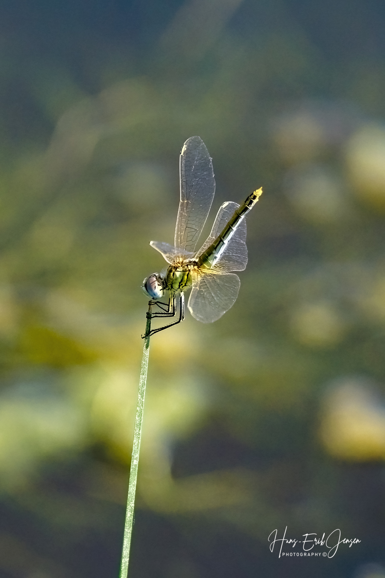 Dragonfly 24