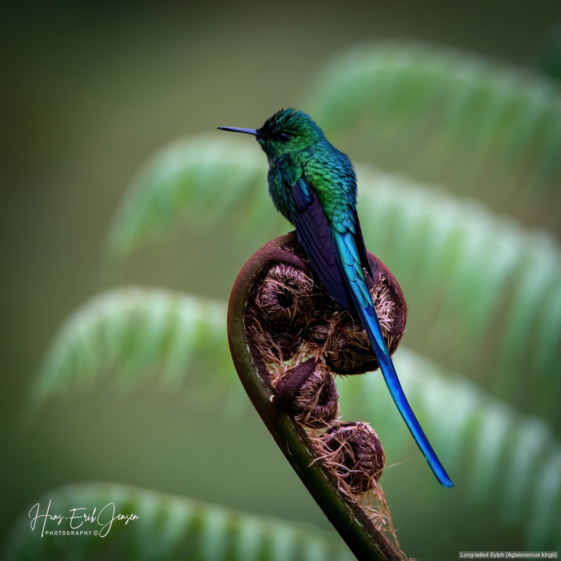 Hummingbird 11
