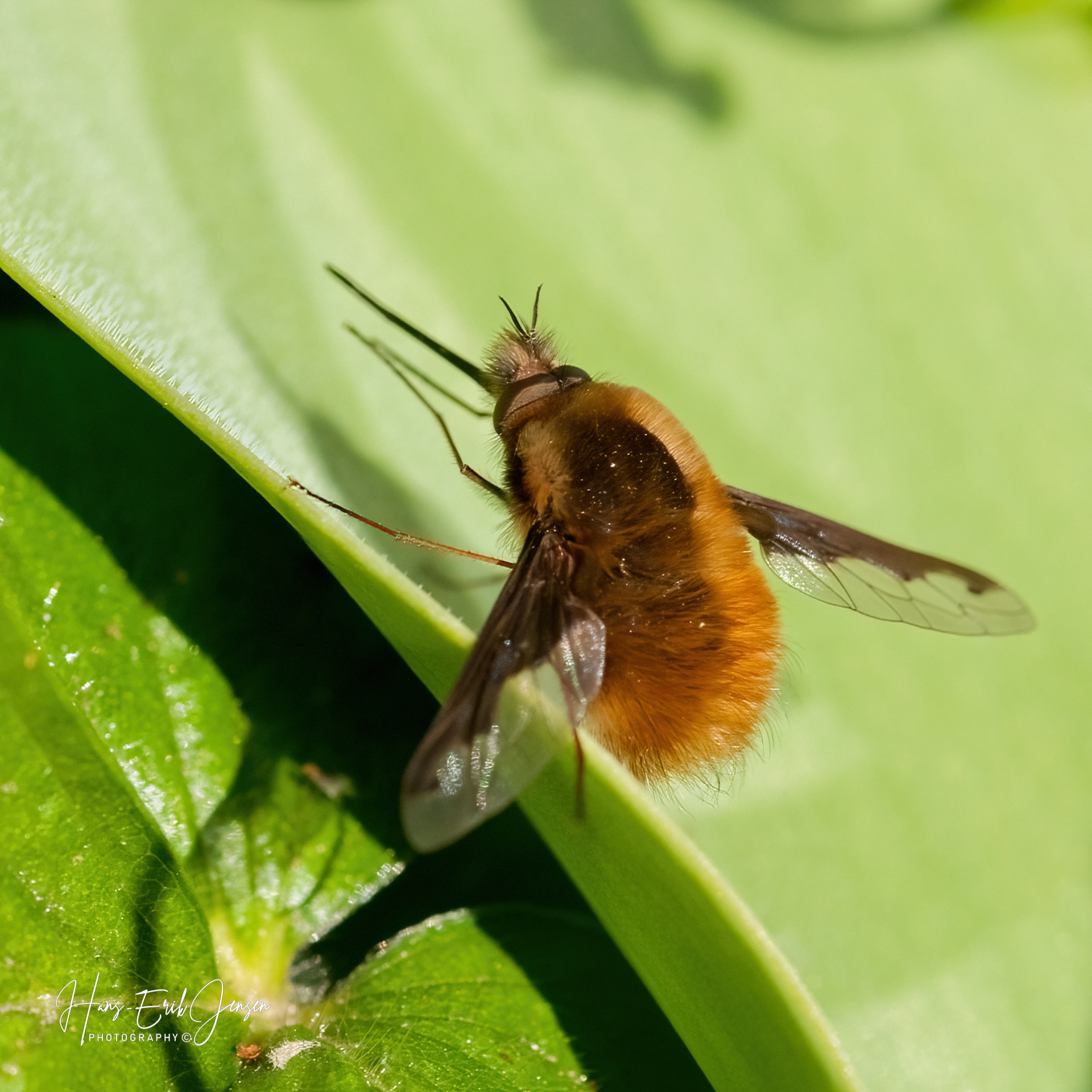 Bug 7