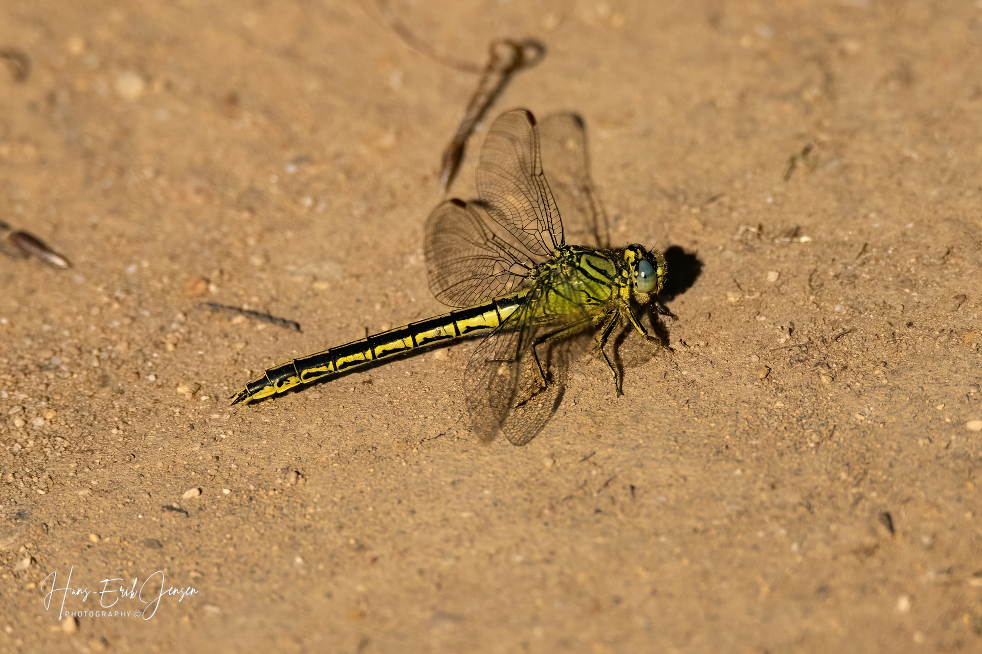 Dragonfly 78