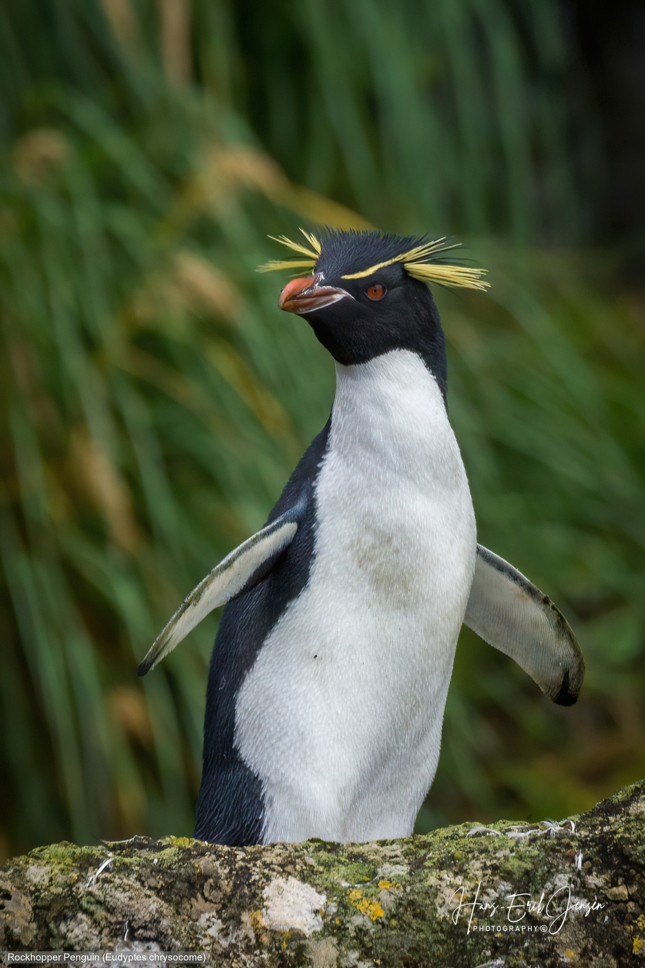 Penguin 26