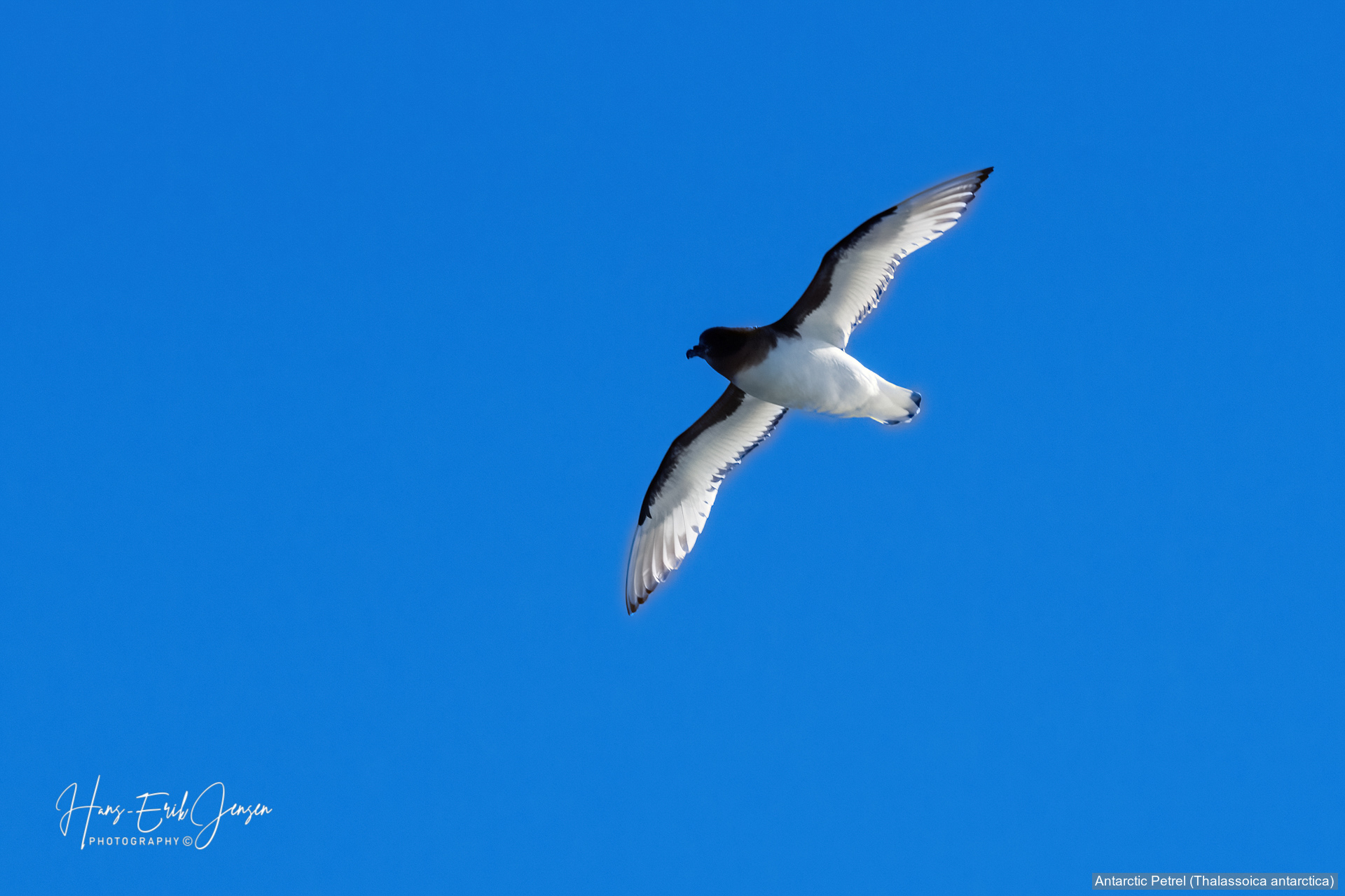 Bird 5