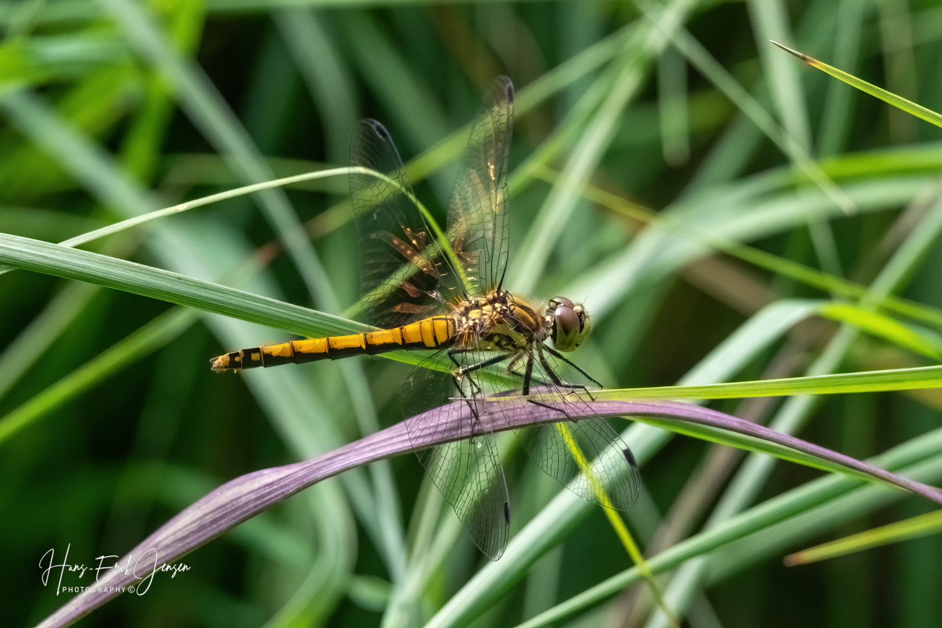 Dragonfly 80
