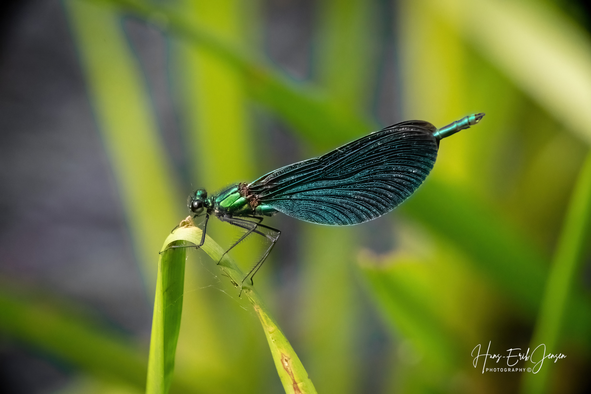 Bug 57