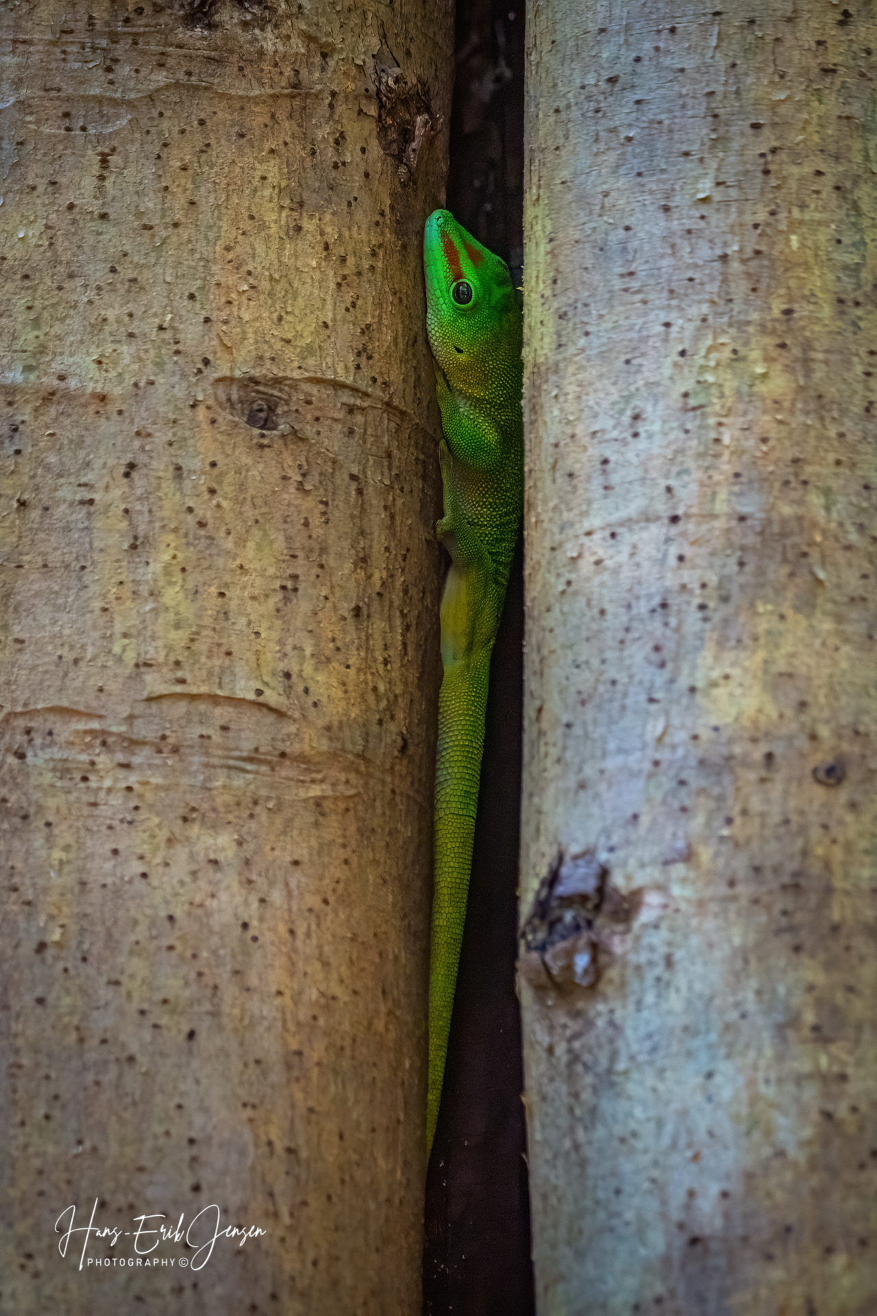 Reptile 9