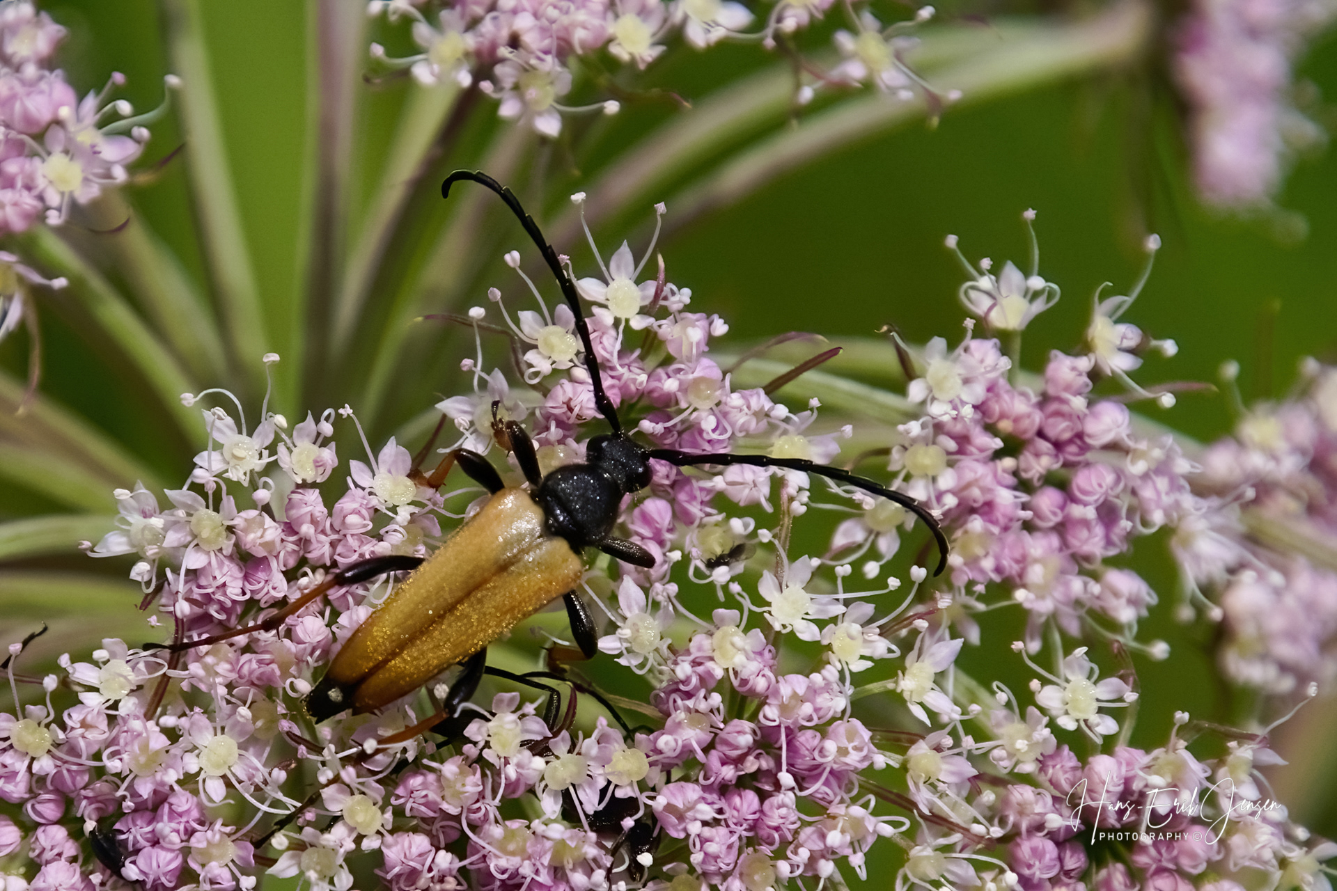 Bug 51