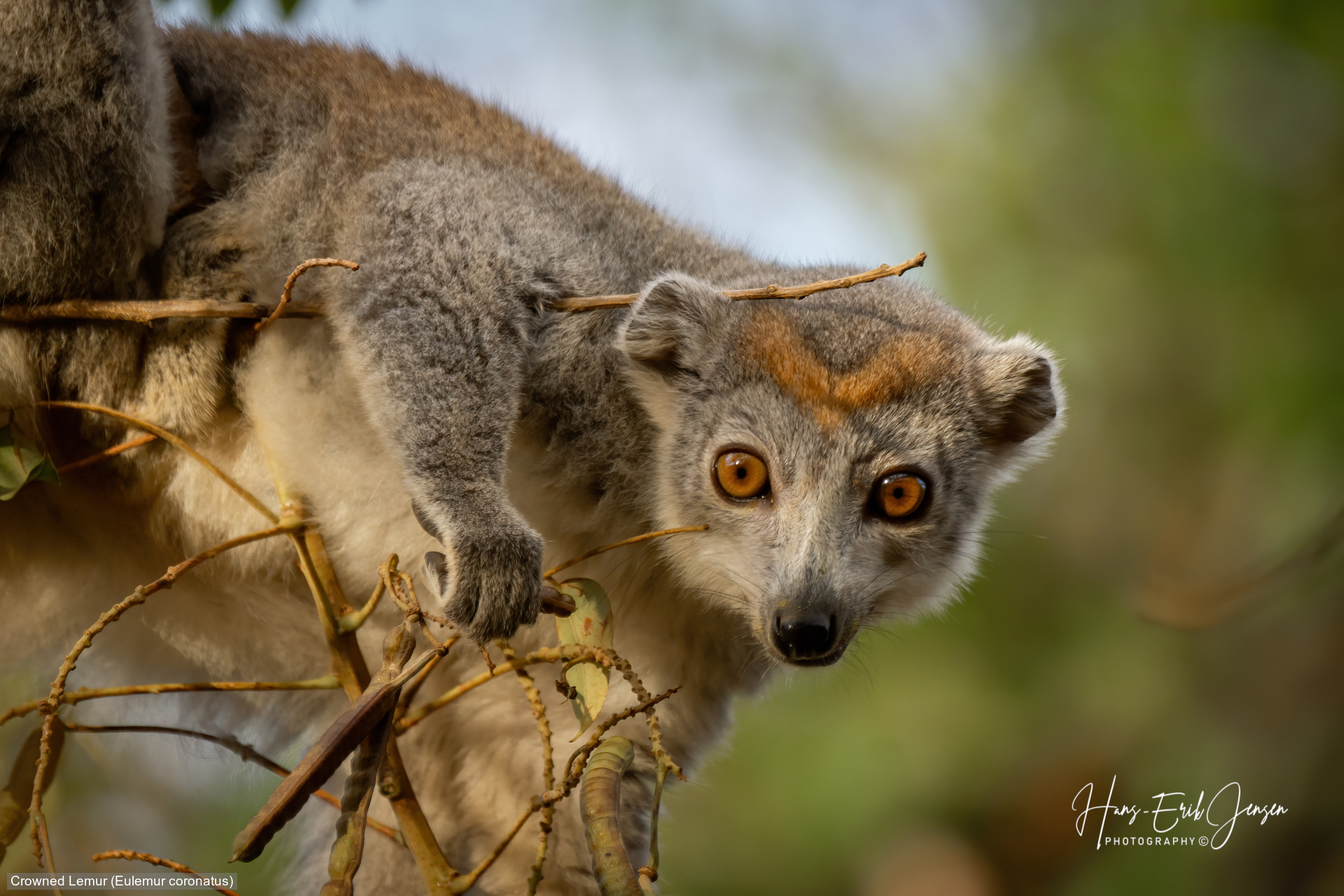 Lemur 17