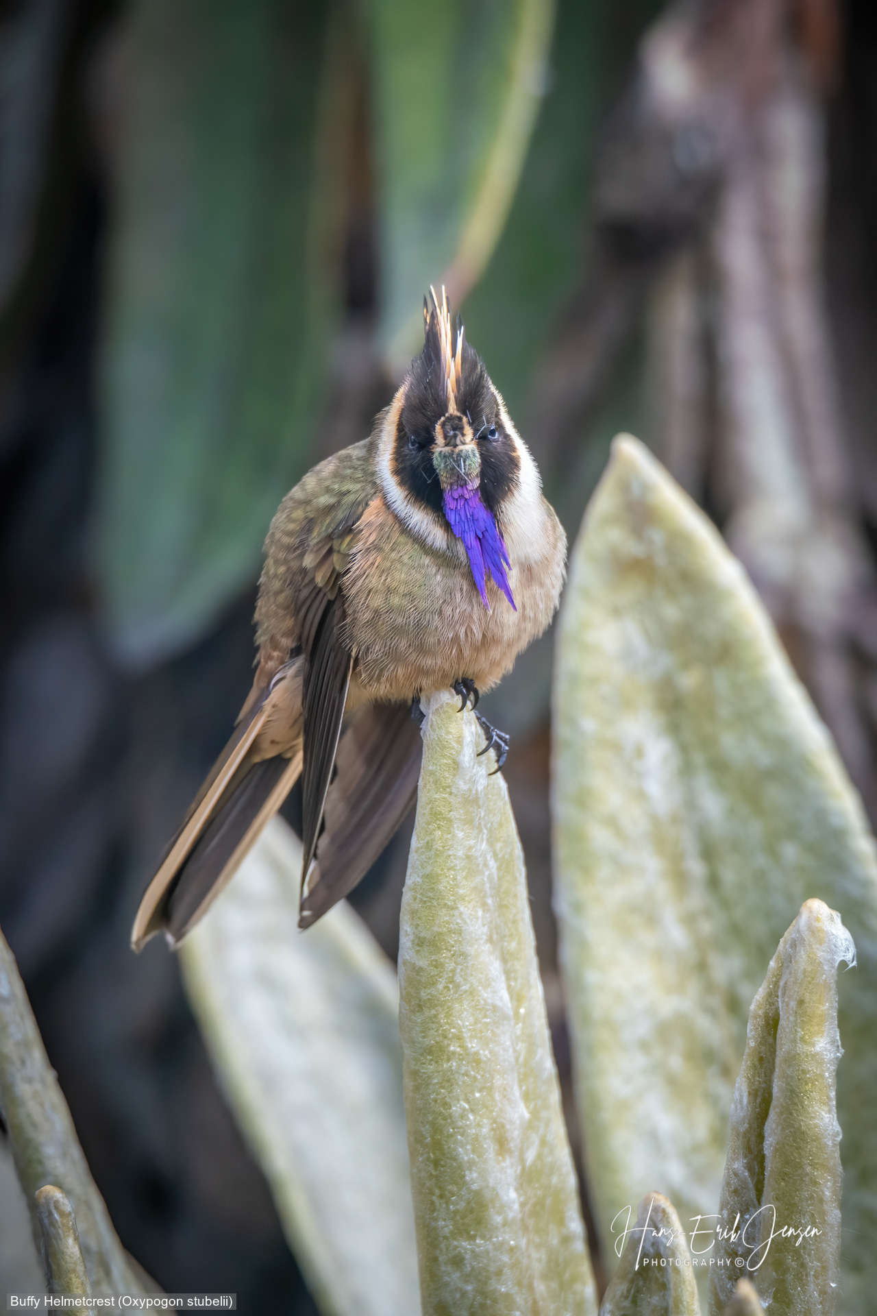 Hummingbird 18