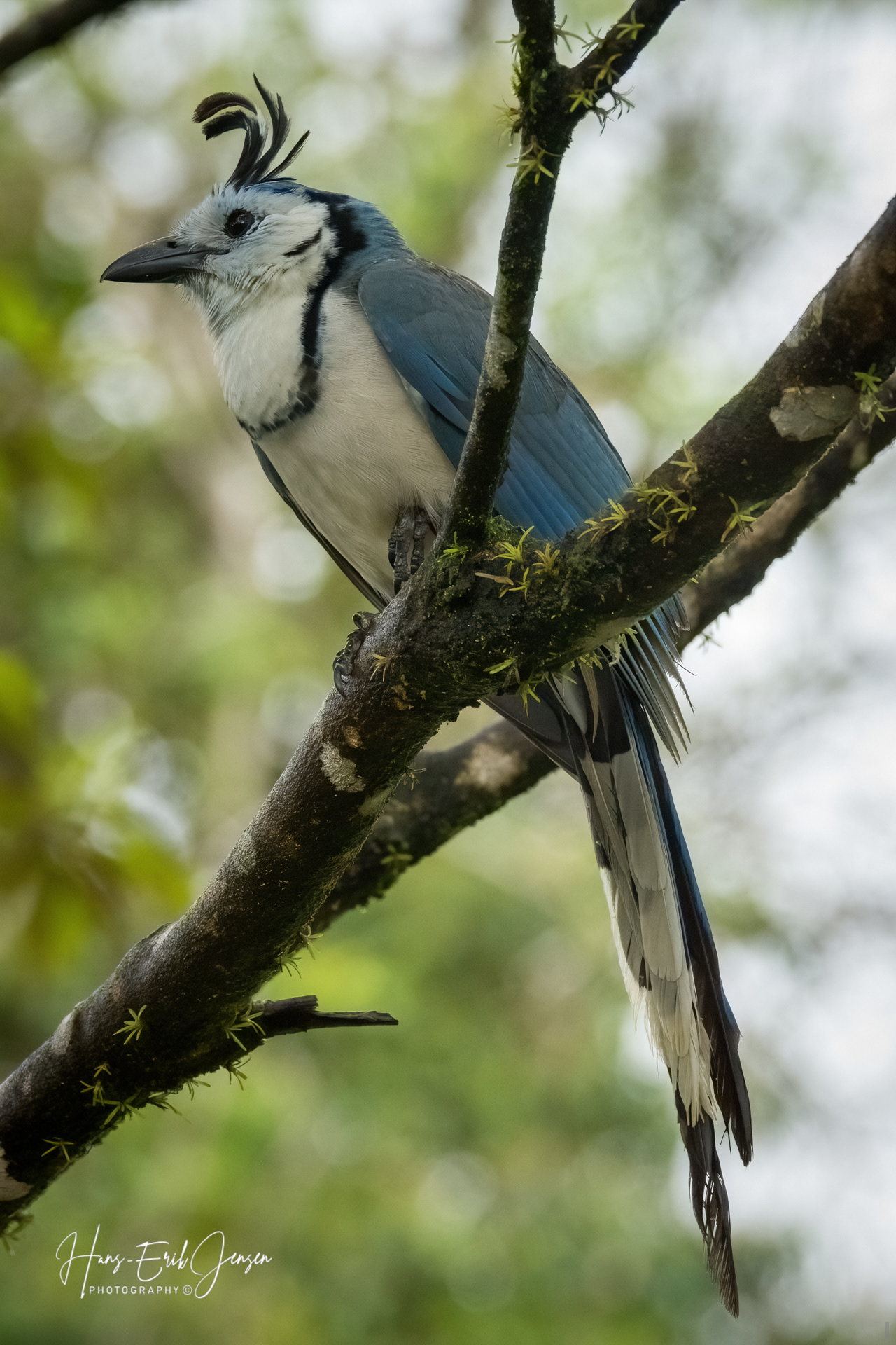 Bird 16