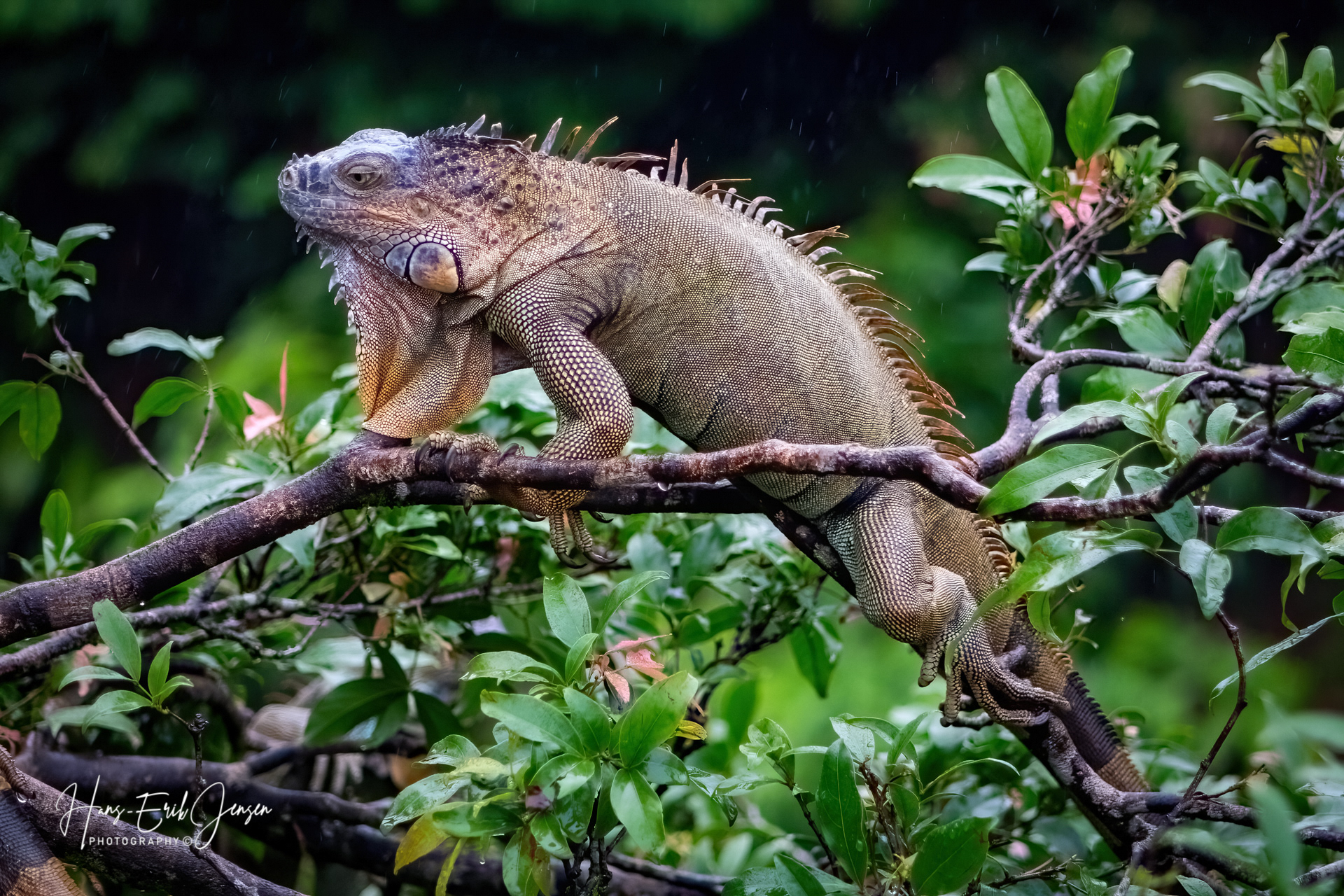 Reptile 20