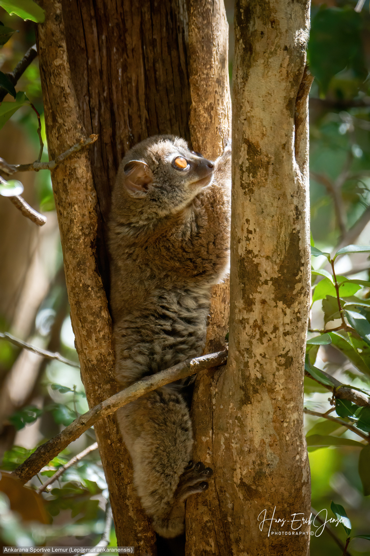 Lemur 18
