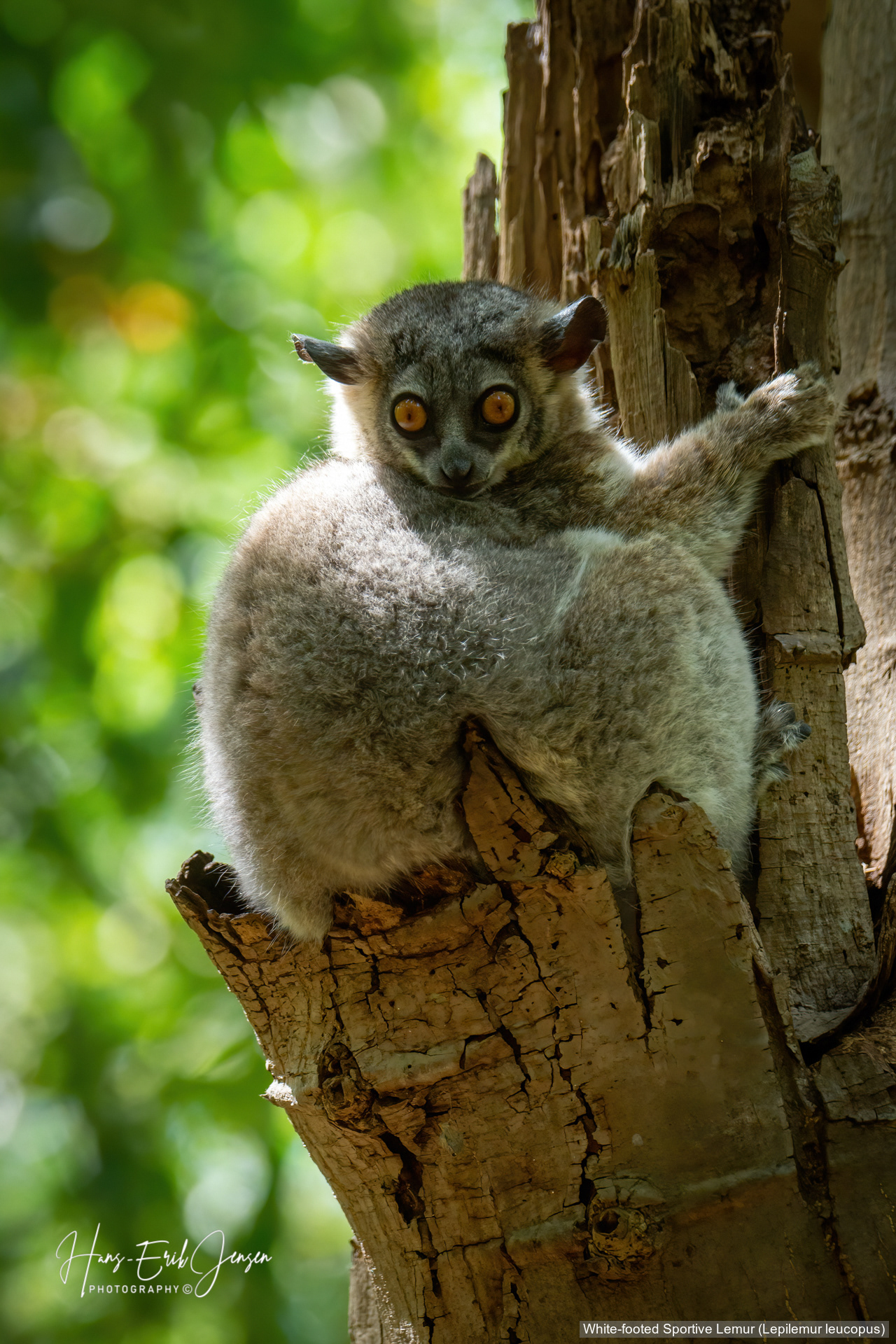 Lemur 8
