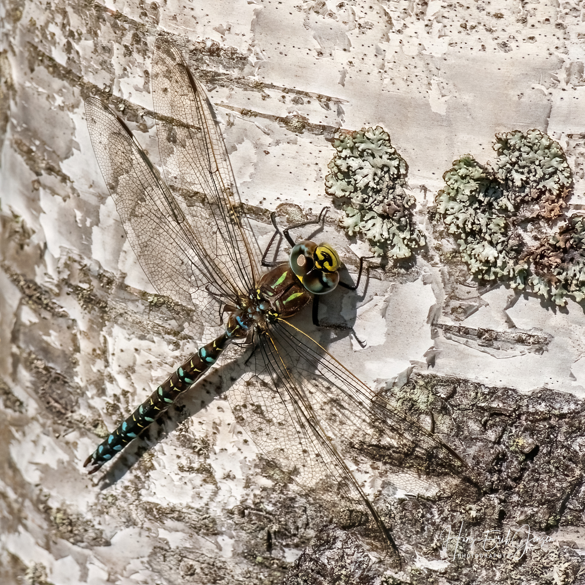 Dragonfly 10