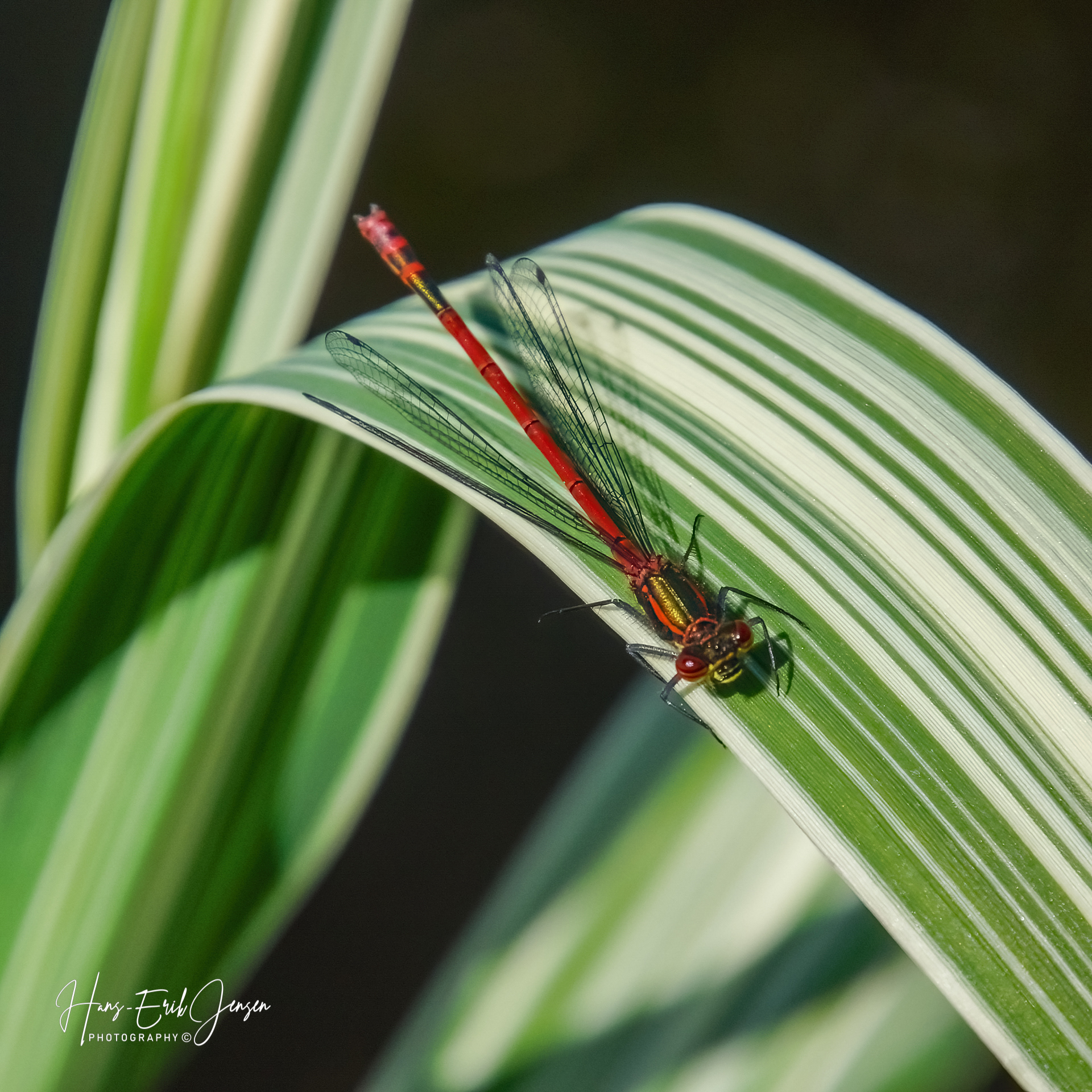 Bug 24
