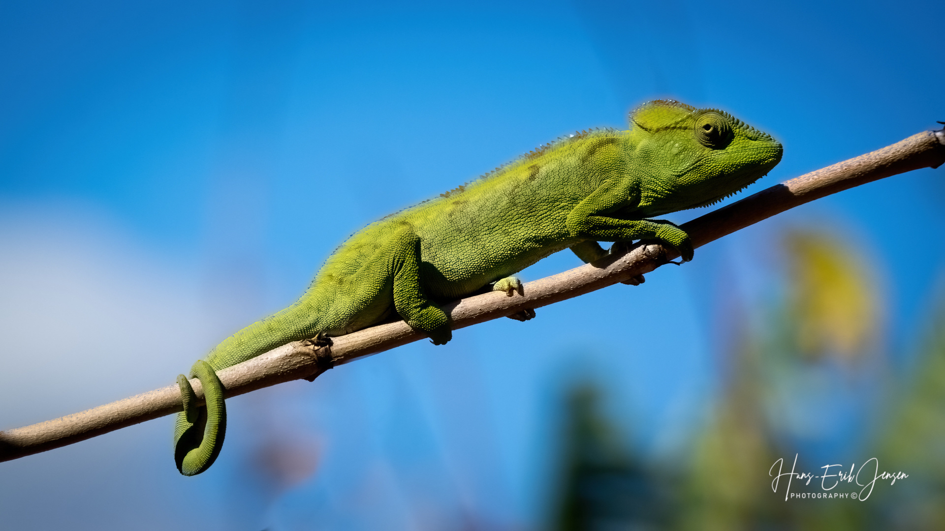 Reptile 28