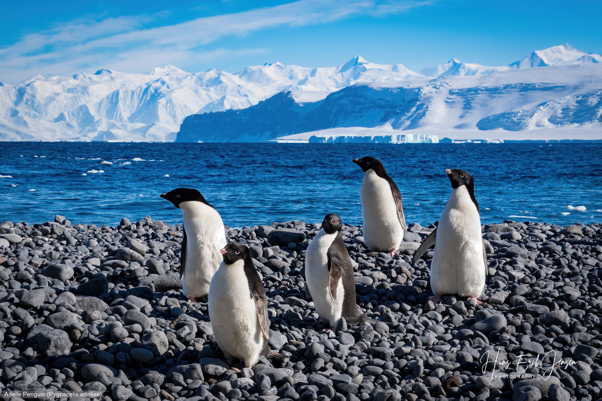 Penguin 21