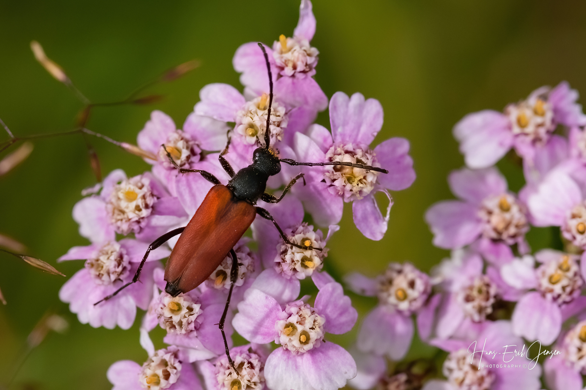 Bug 40