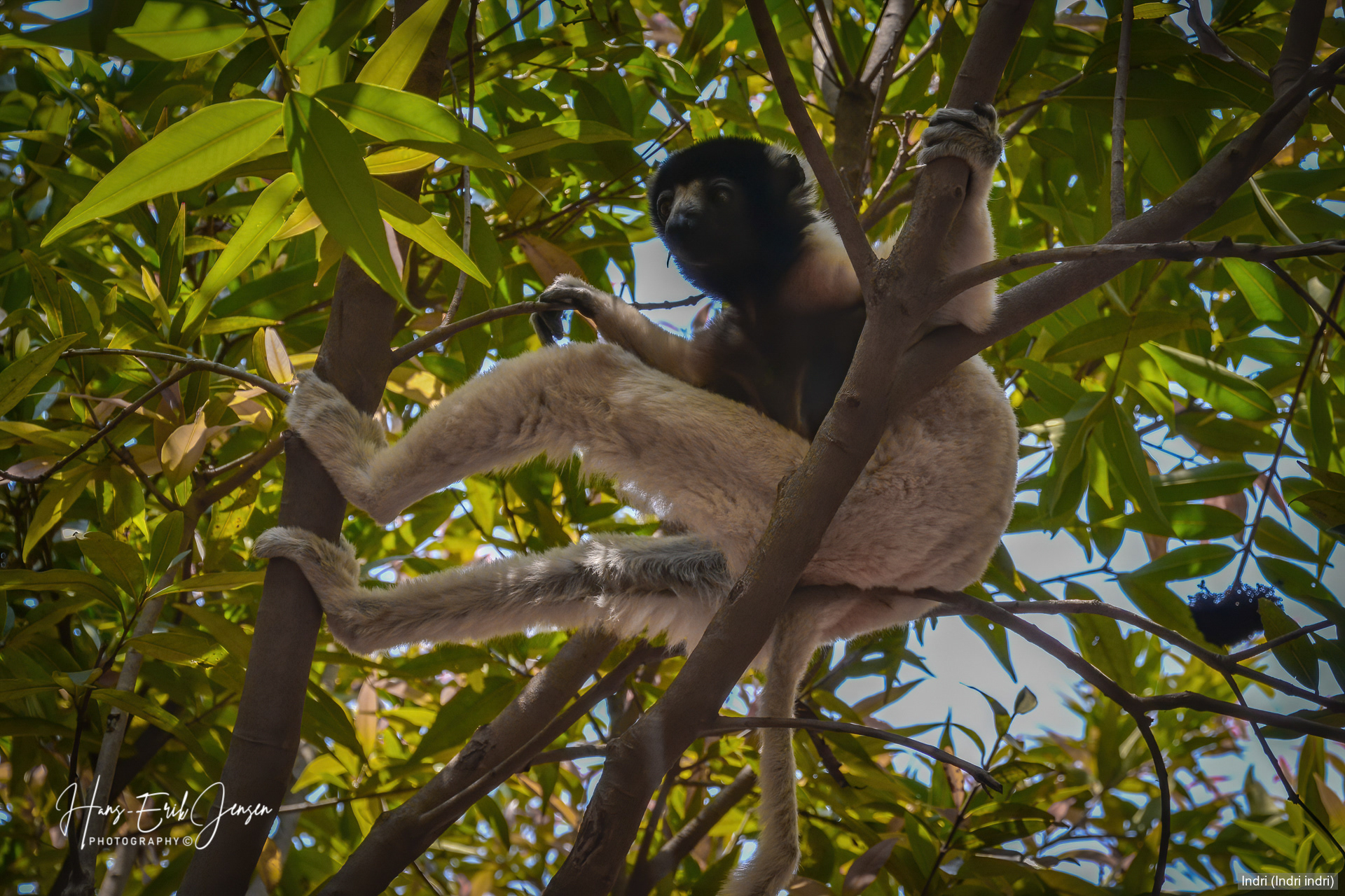 Lemur 10