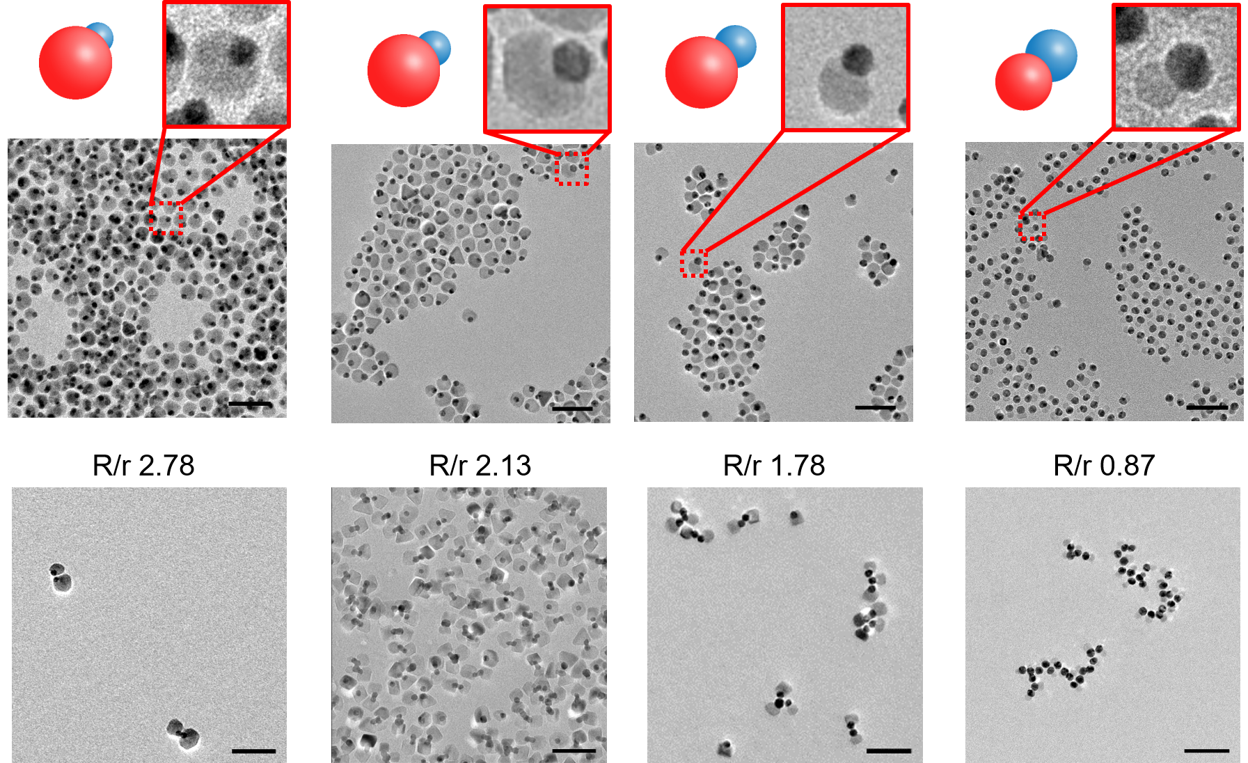 Au-Fe3O4 dumbbell nanocrystals with different lobe size ratios in (a-d) organic solvent and (e-h) aqueous solutions correspondingly (all scale bars are 50 nm).