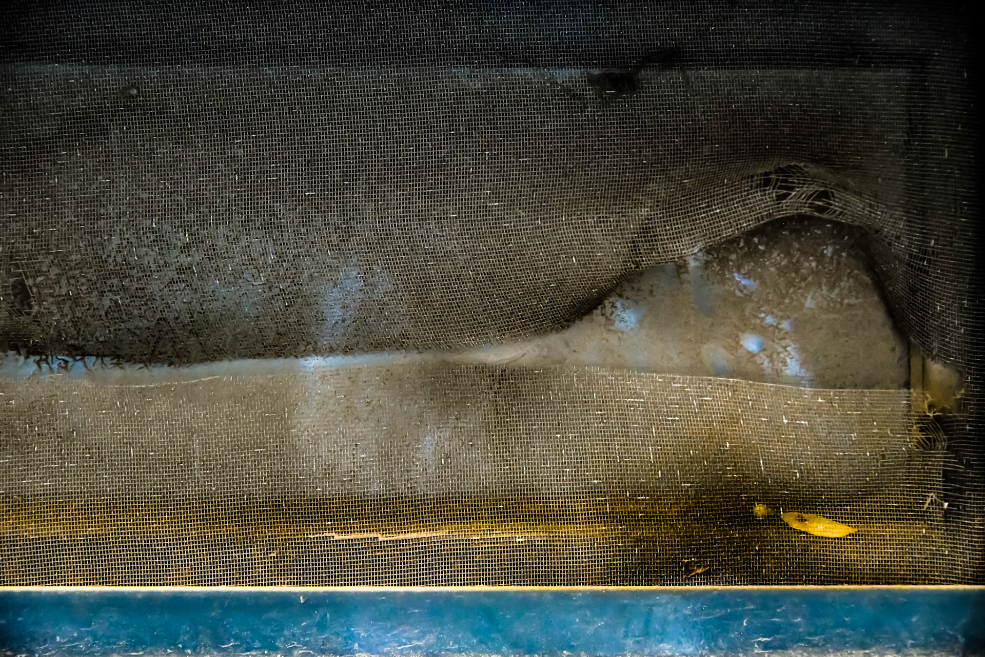 François L'Hotel, ”Tear of crocodile", 2016, Photography, 180 x 120 cm - Archival Fine Art Inkjet Print - Edition : 1/3