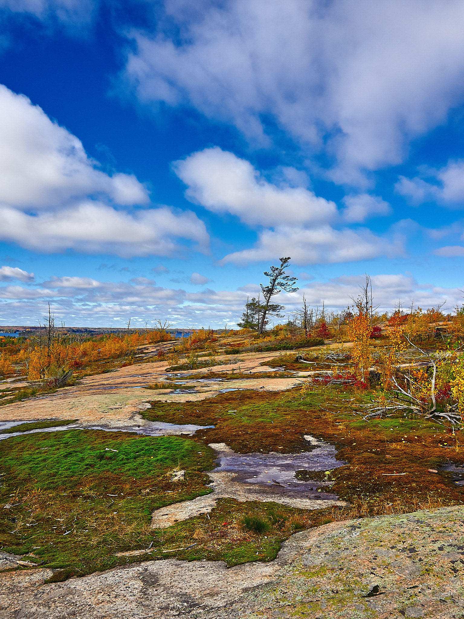 standing tall and surrounded by colour