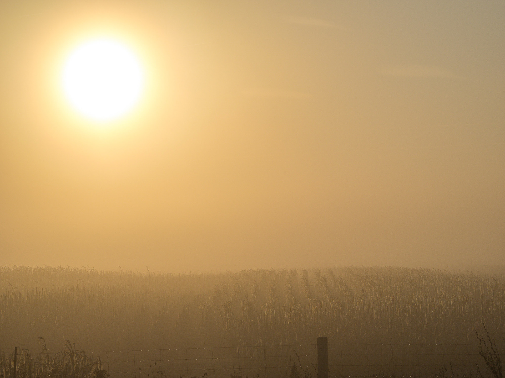 Early morning over a cornfield