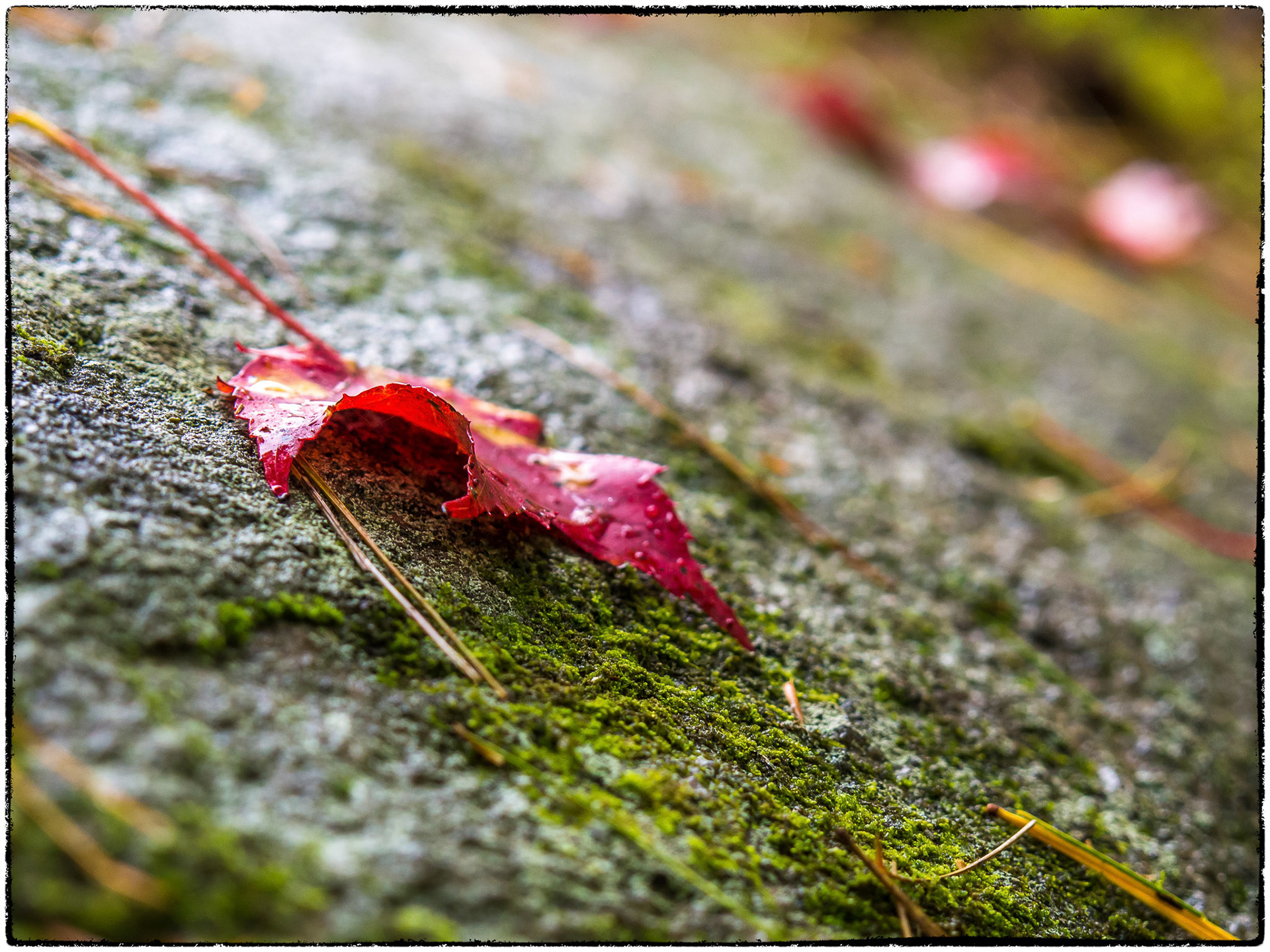 A slow descent to the ground for this leaf on a slope