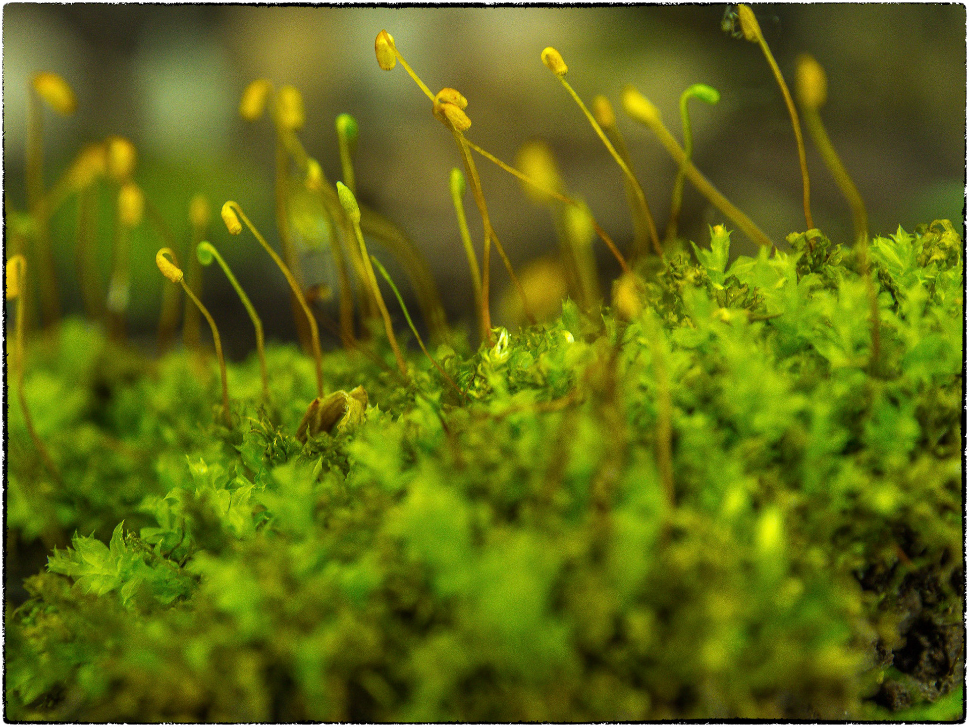 A miniature forest on a log in a forest