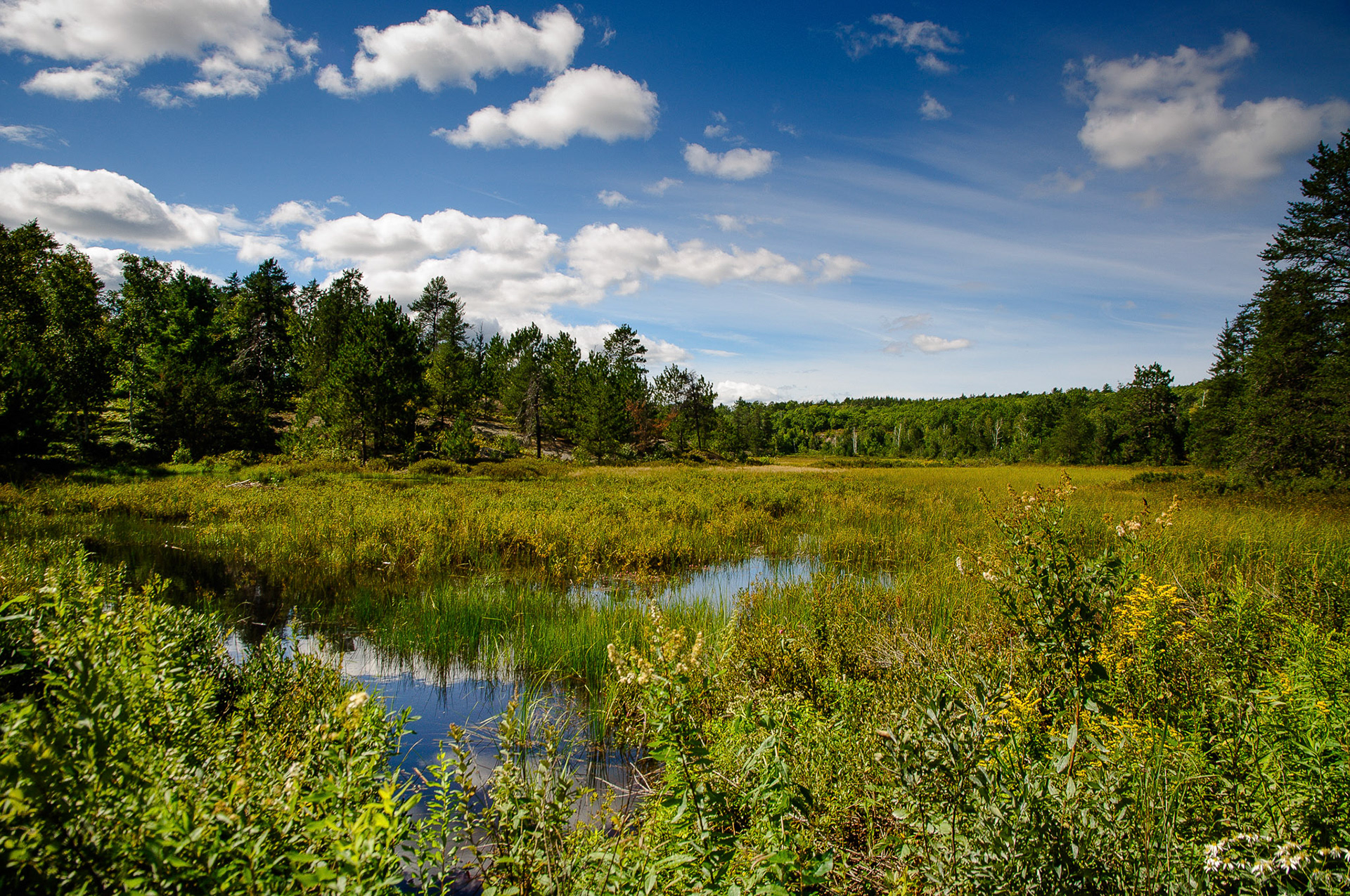 Marshlands along Kasten lake Road near Bussenmaki