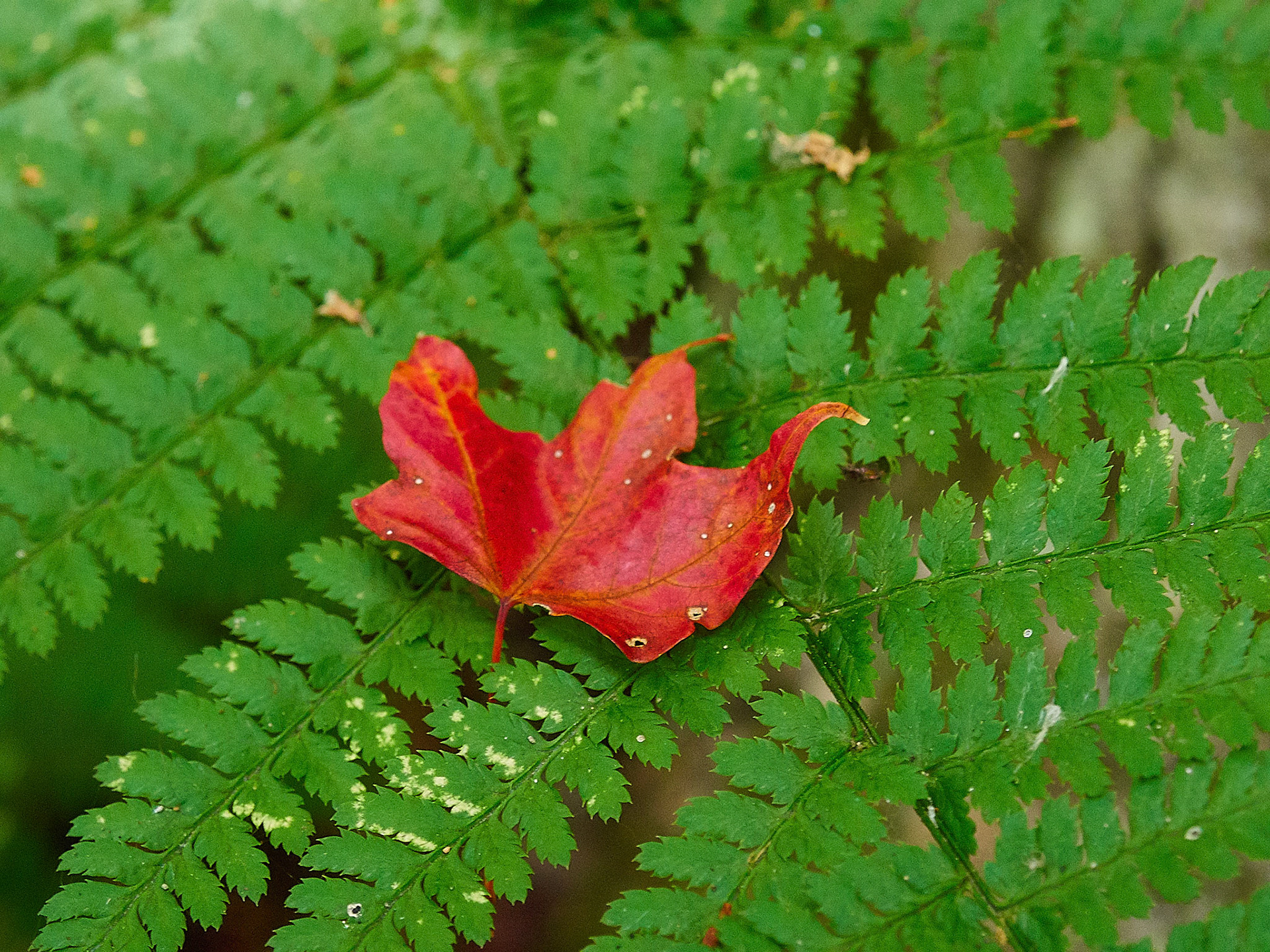 But the leaf ain't green